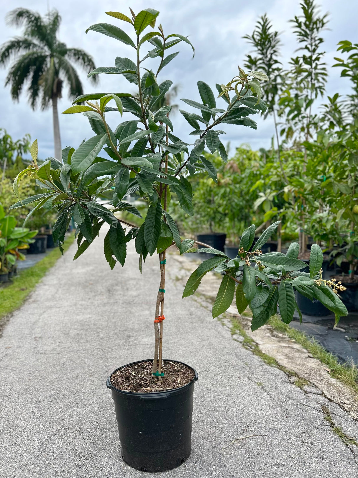 Loquat Tree 'Shorepointe'