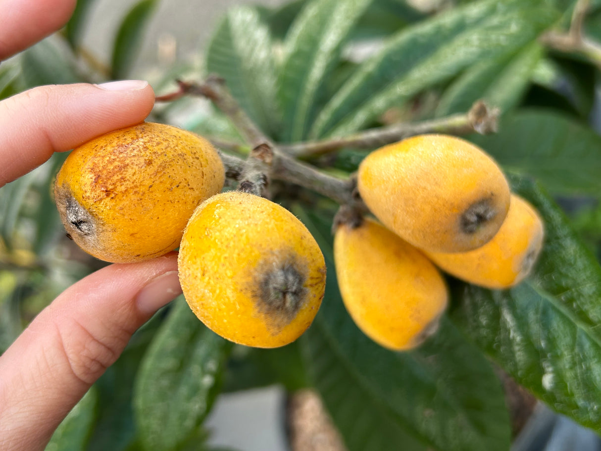 Loquat Tree 'Vista White'