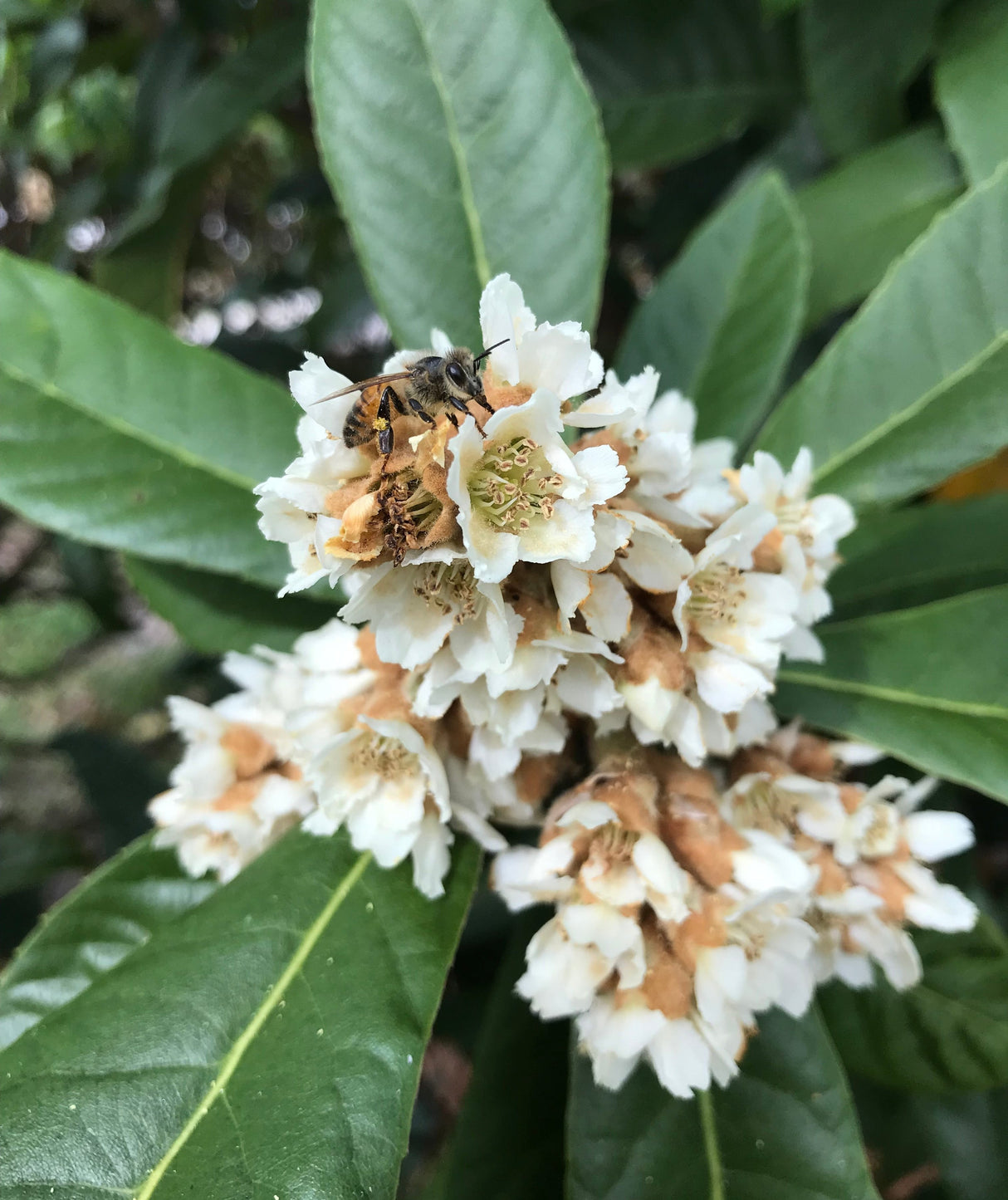 Loquat Tree 'Oliver'