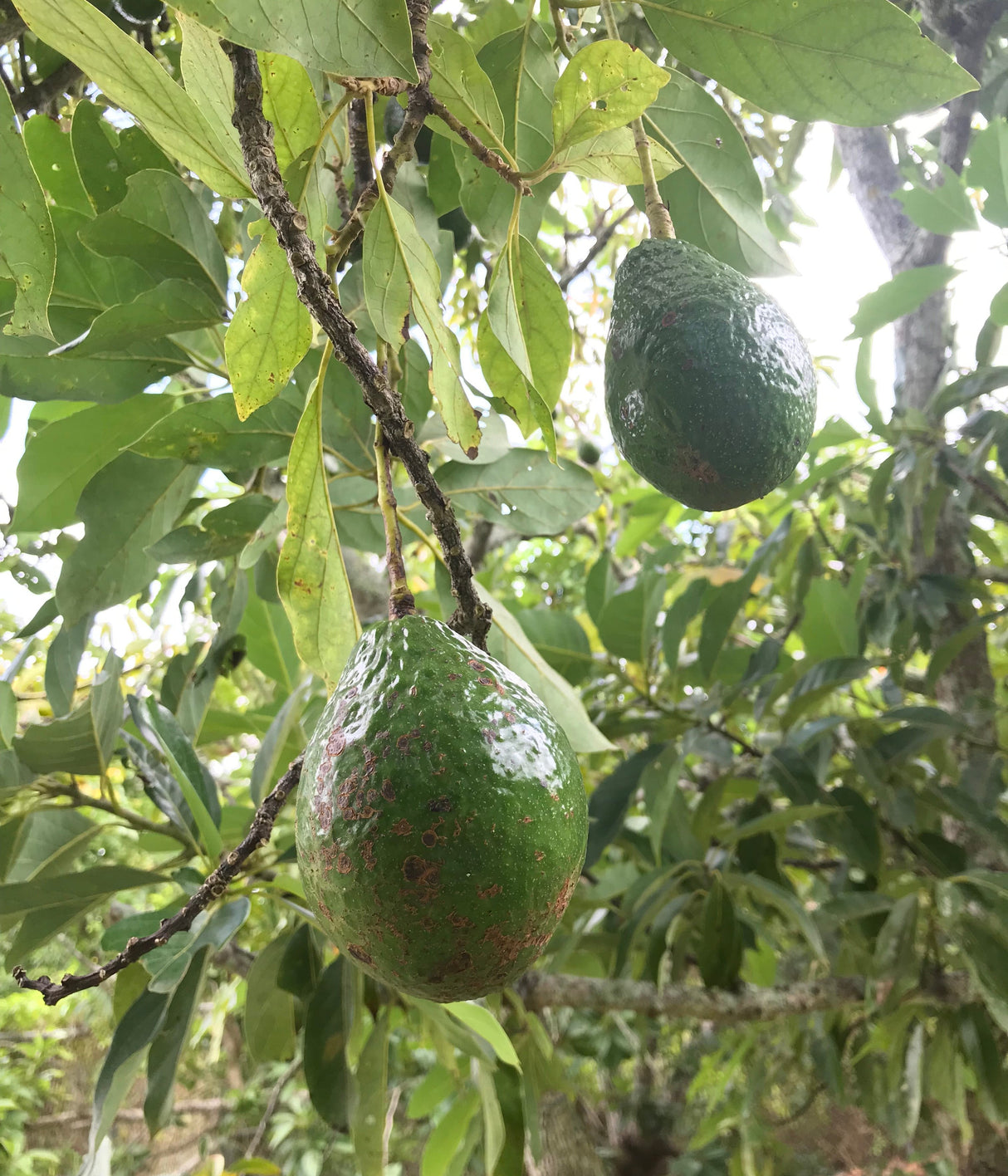 Avocado Tree ‘Lula’