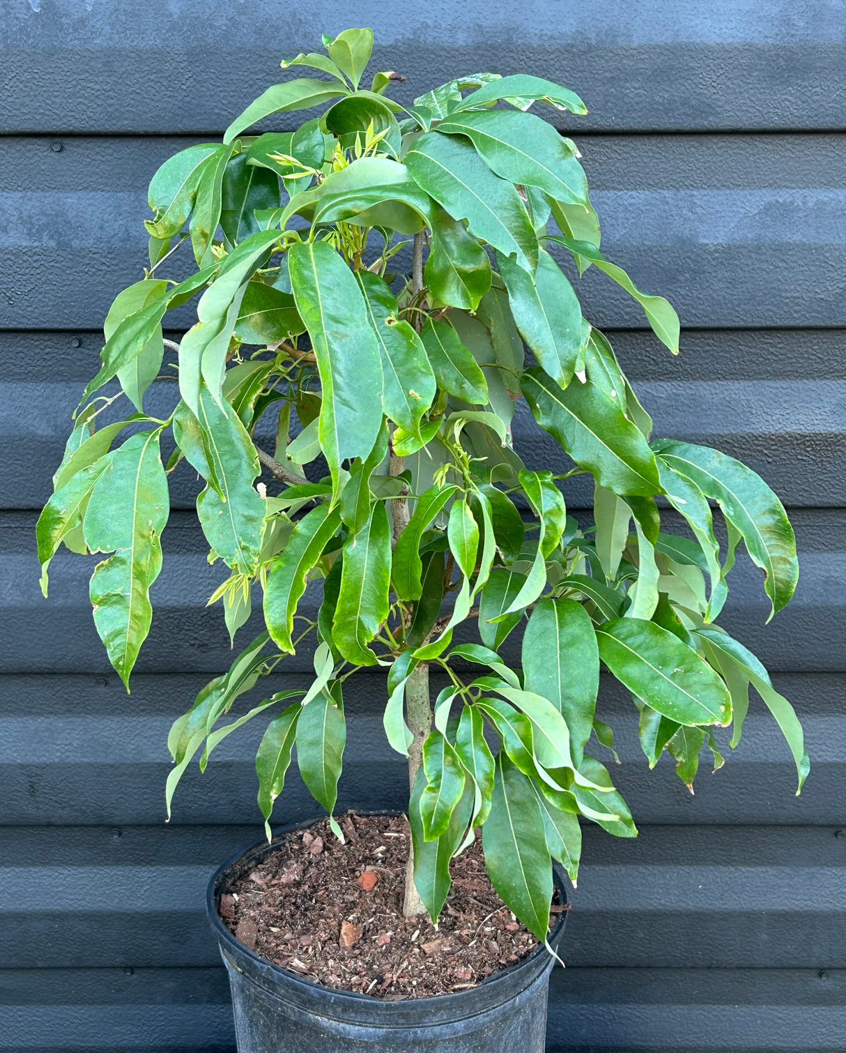 Lychee Tree 'Sweetheart'