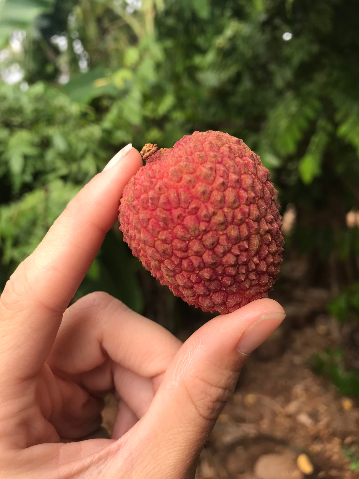 Lychee Tree 'Sweetheart'
