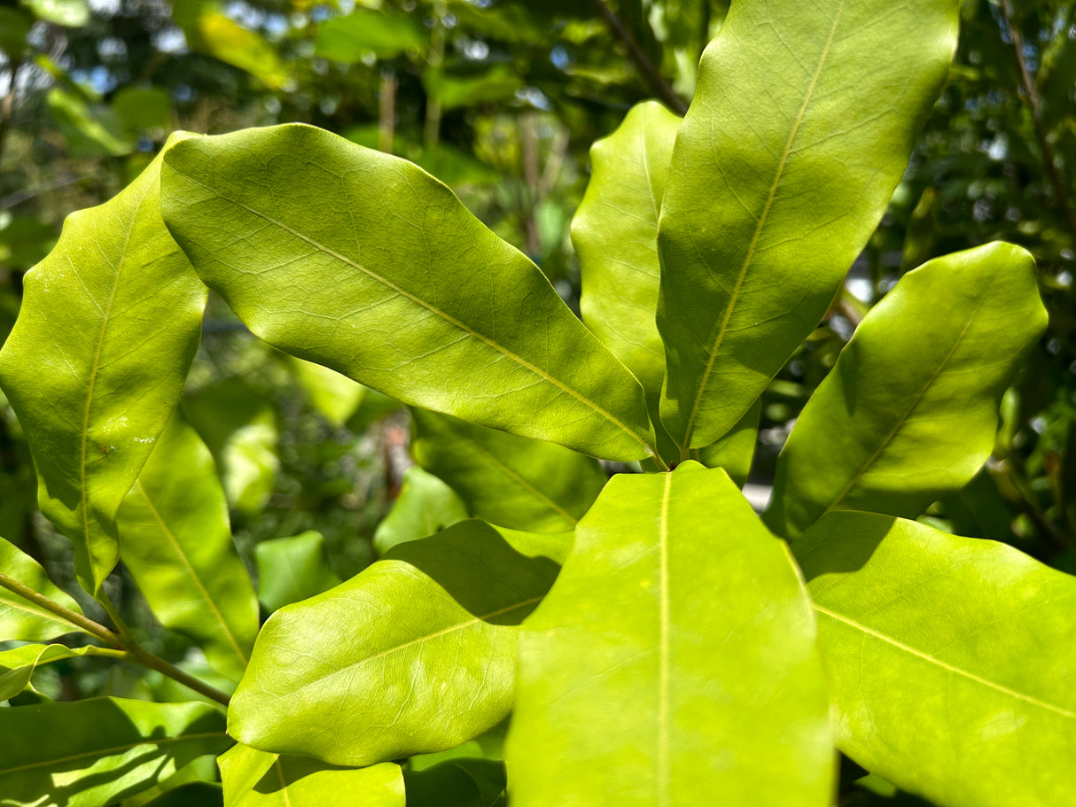 Macadamia Nut Tree 'Beaumont'