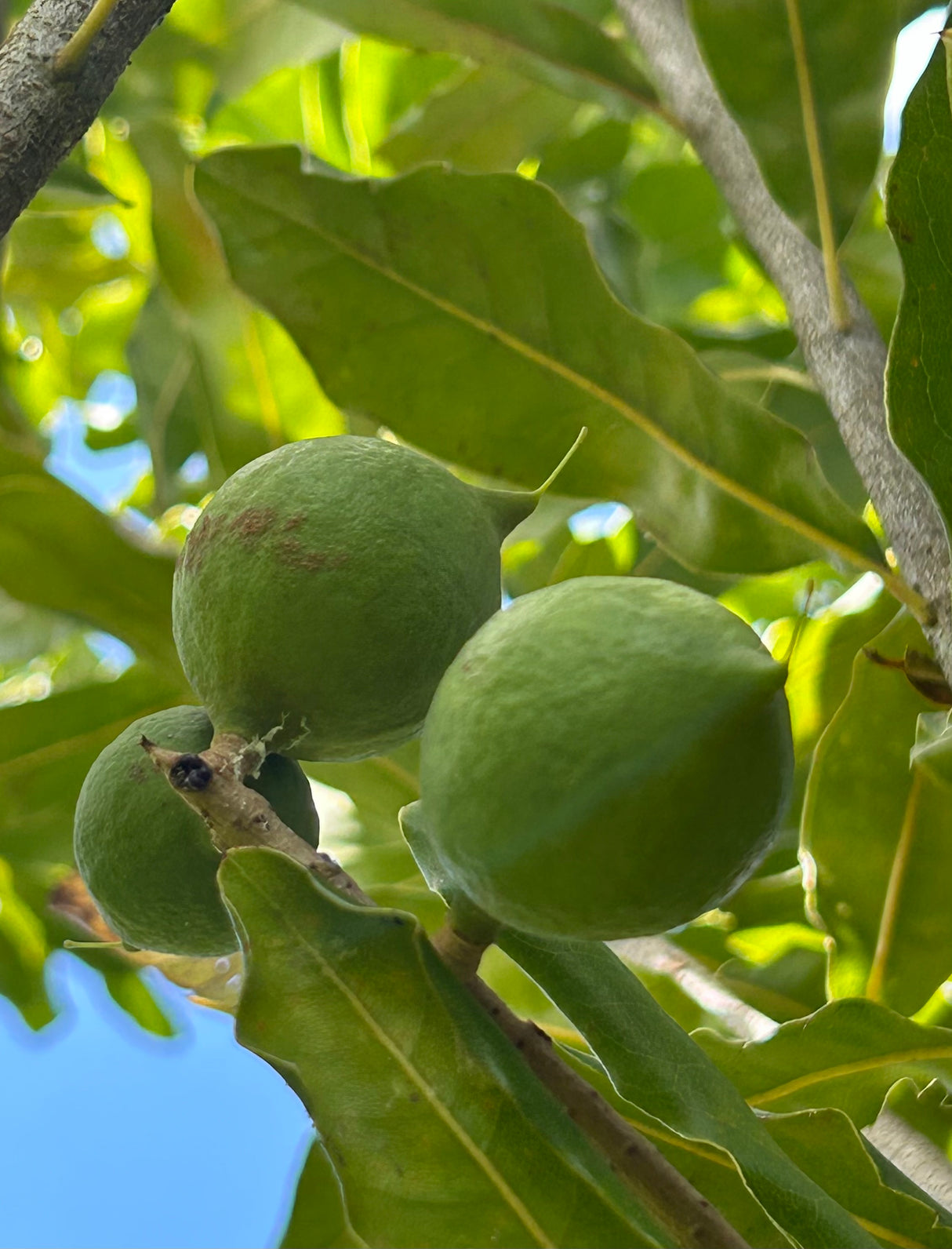 Macadamia Nut Tree 'Beaumont'