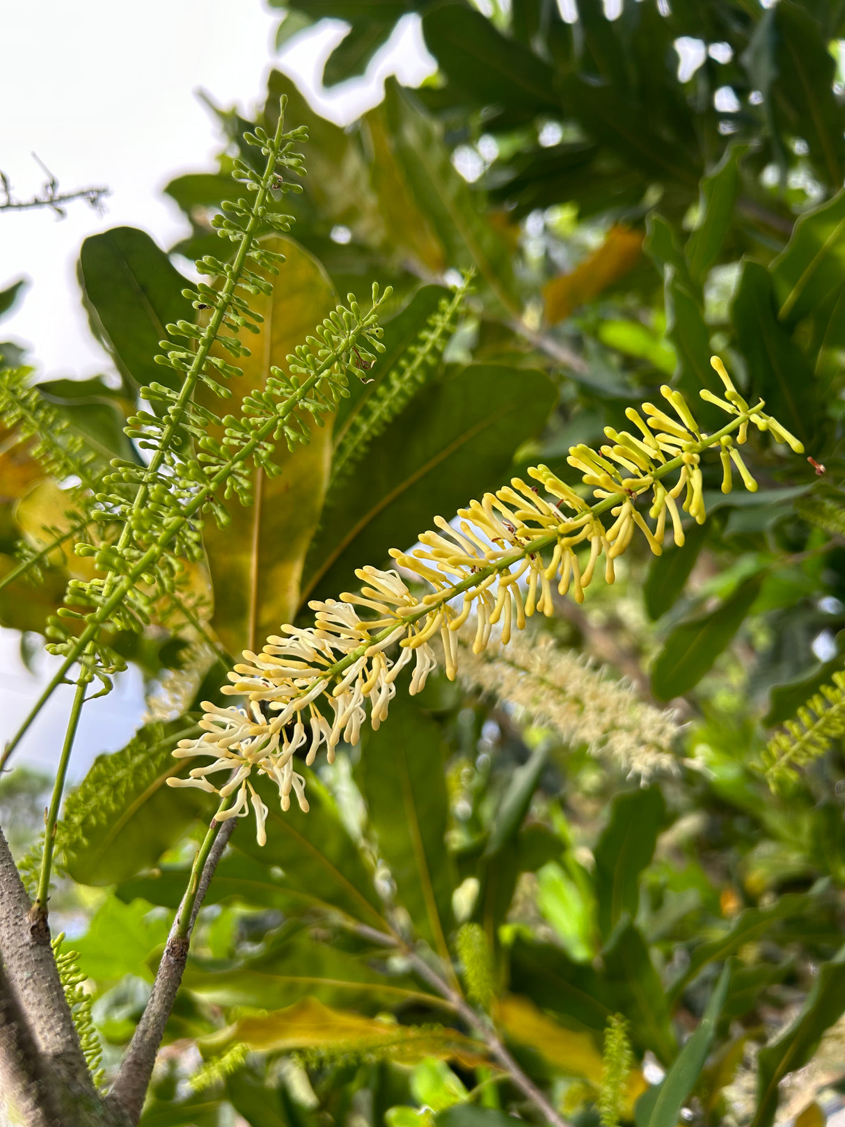 Macadamia Nut Tree 'Beaumont'
