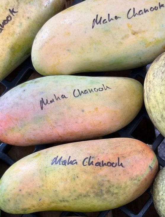 Mango Tree ‘Maha Chanook’