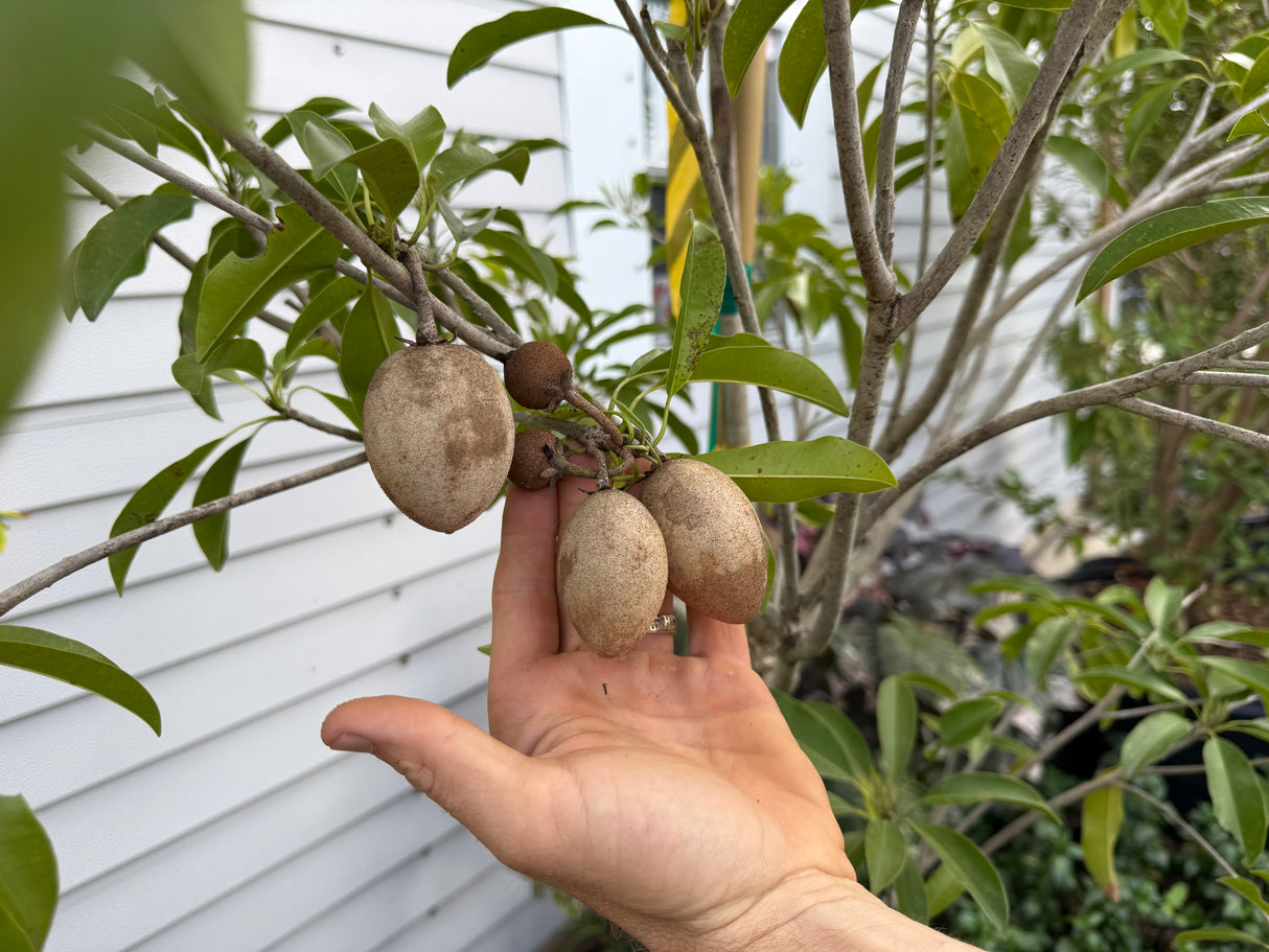 Sapodilla Tree 'Makok'