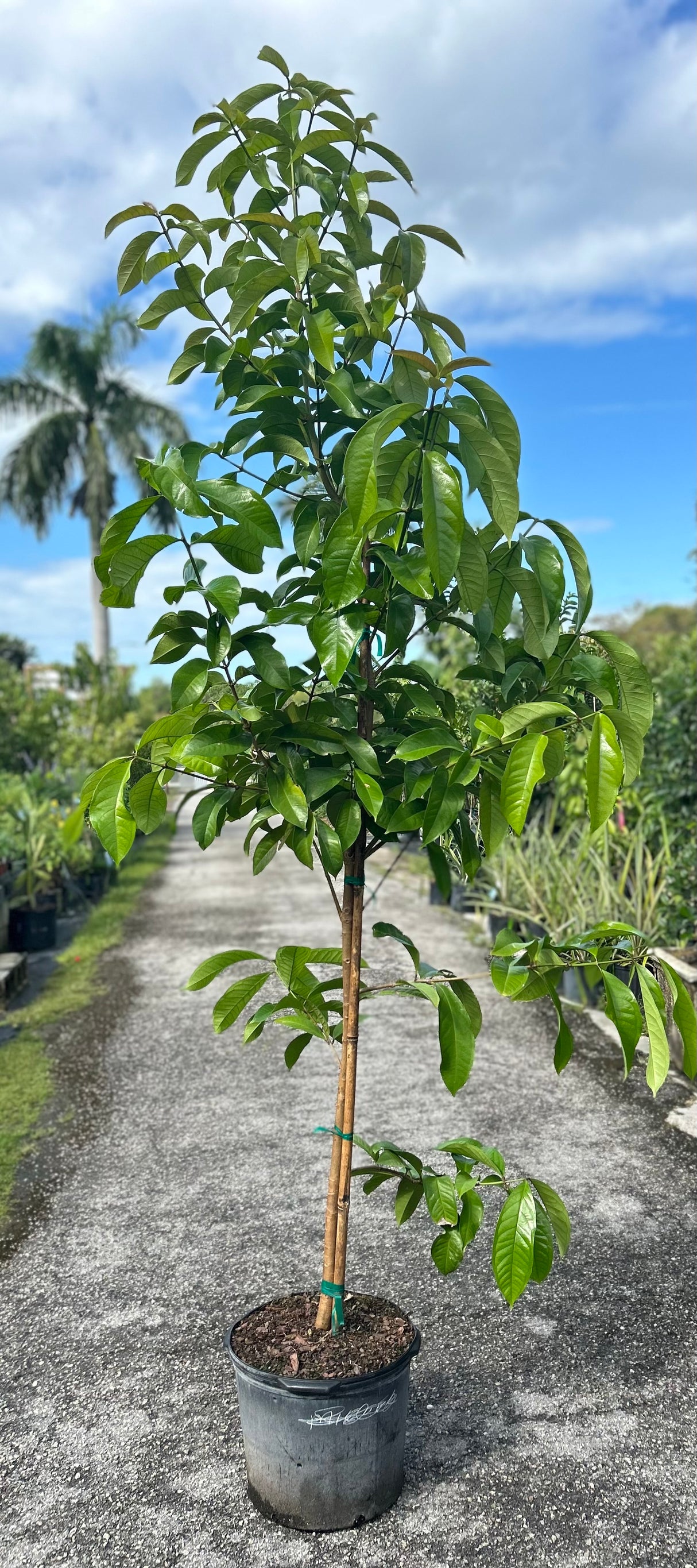 Malay Apple Tree