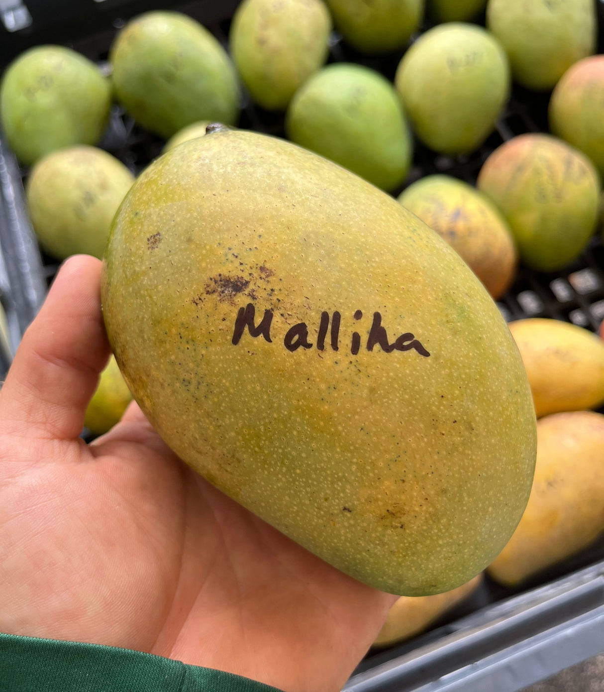 Mango Tree ‘Mallika’
