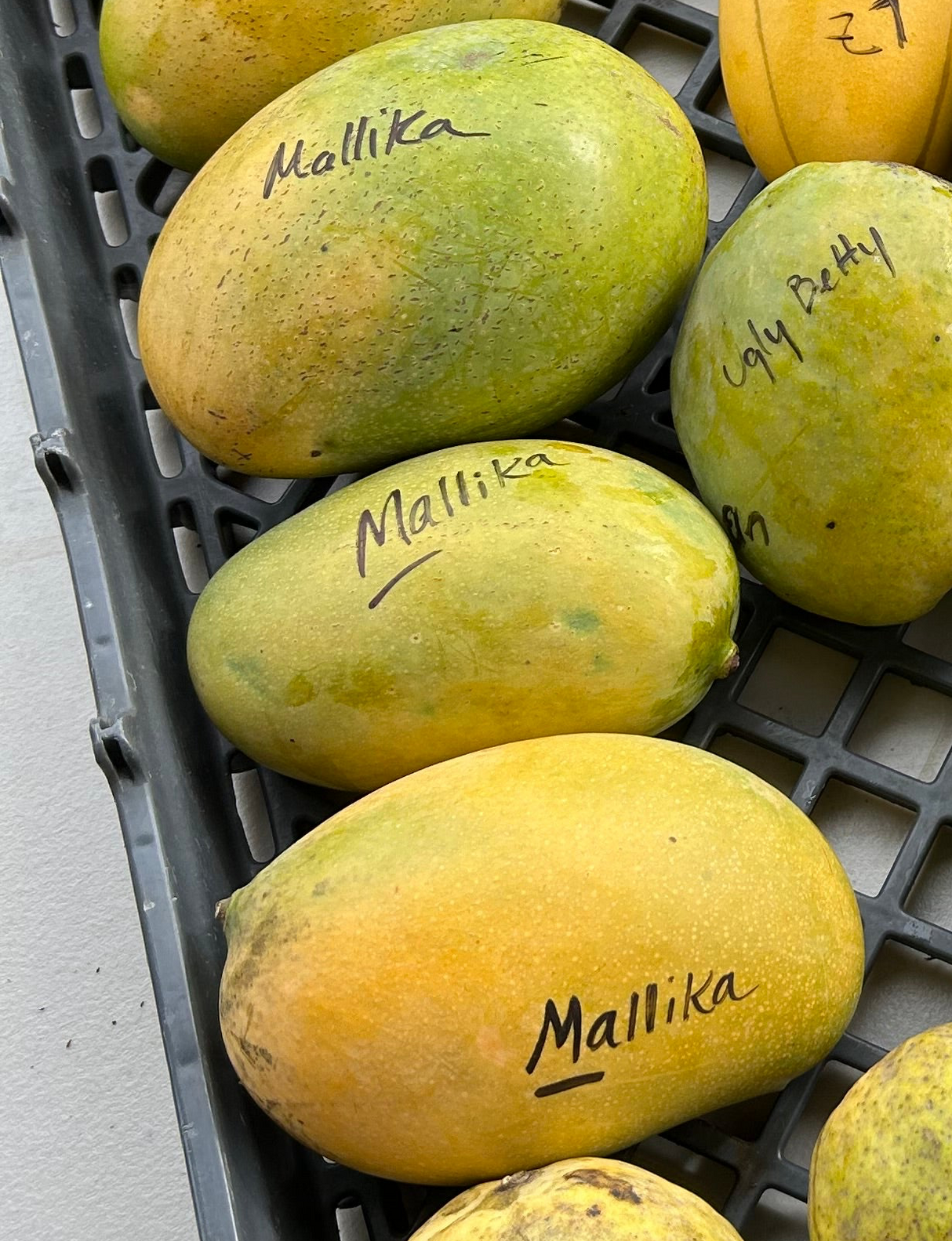 Mango Tree ‘Mallika’