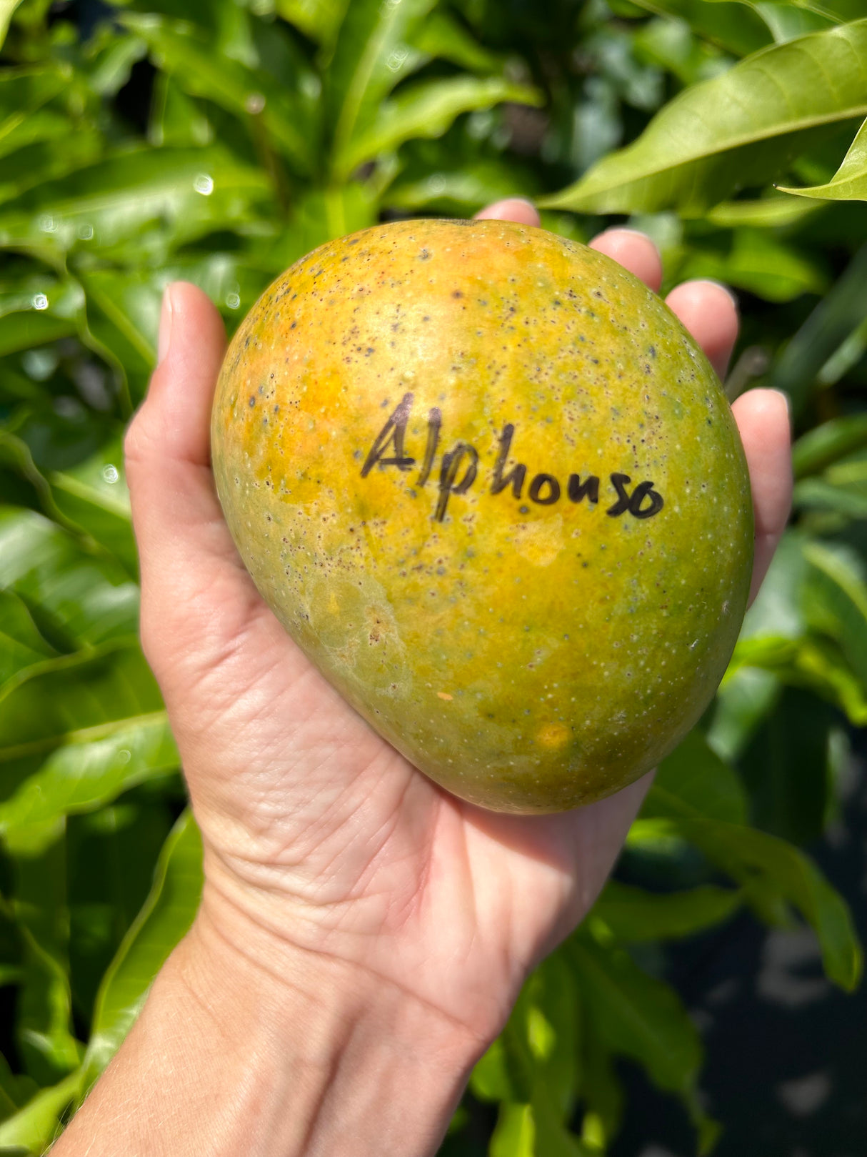 Mango Tree 'Alphonso’