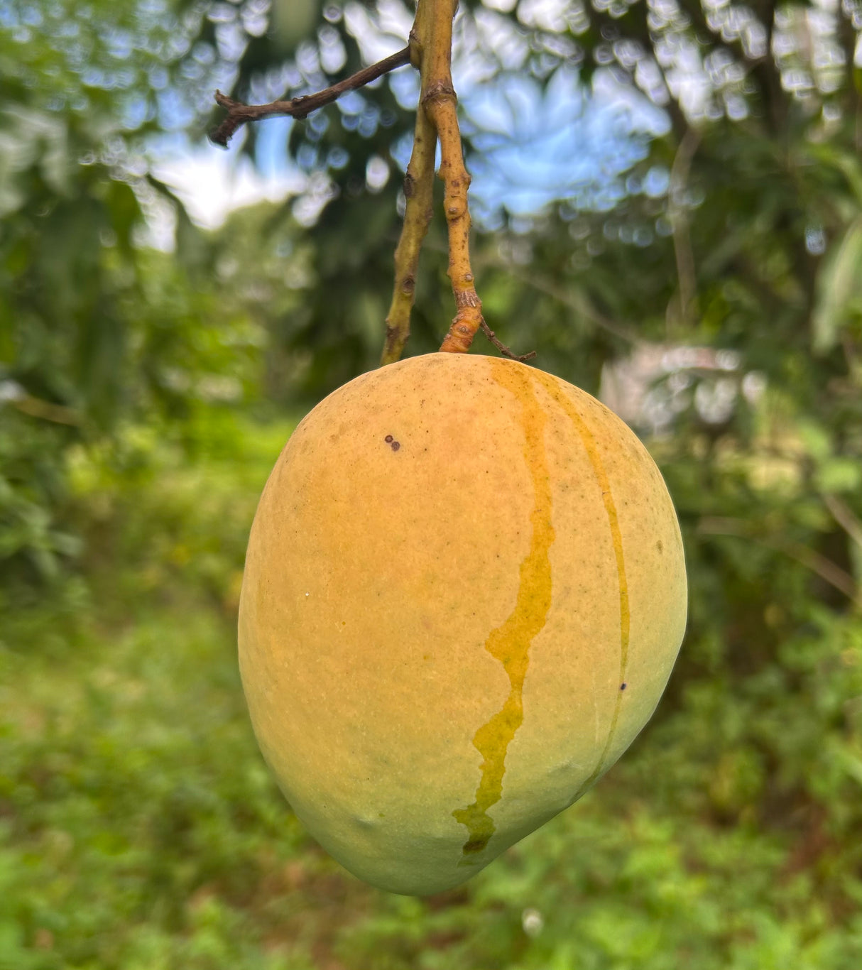 Mango Tree 'Angie'