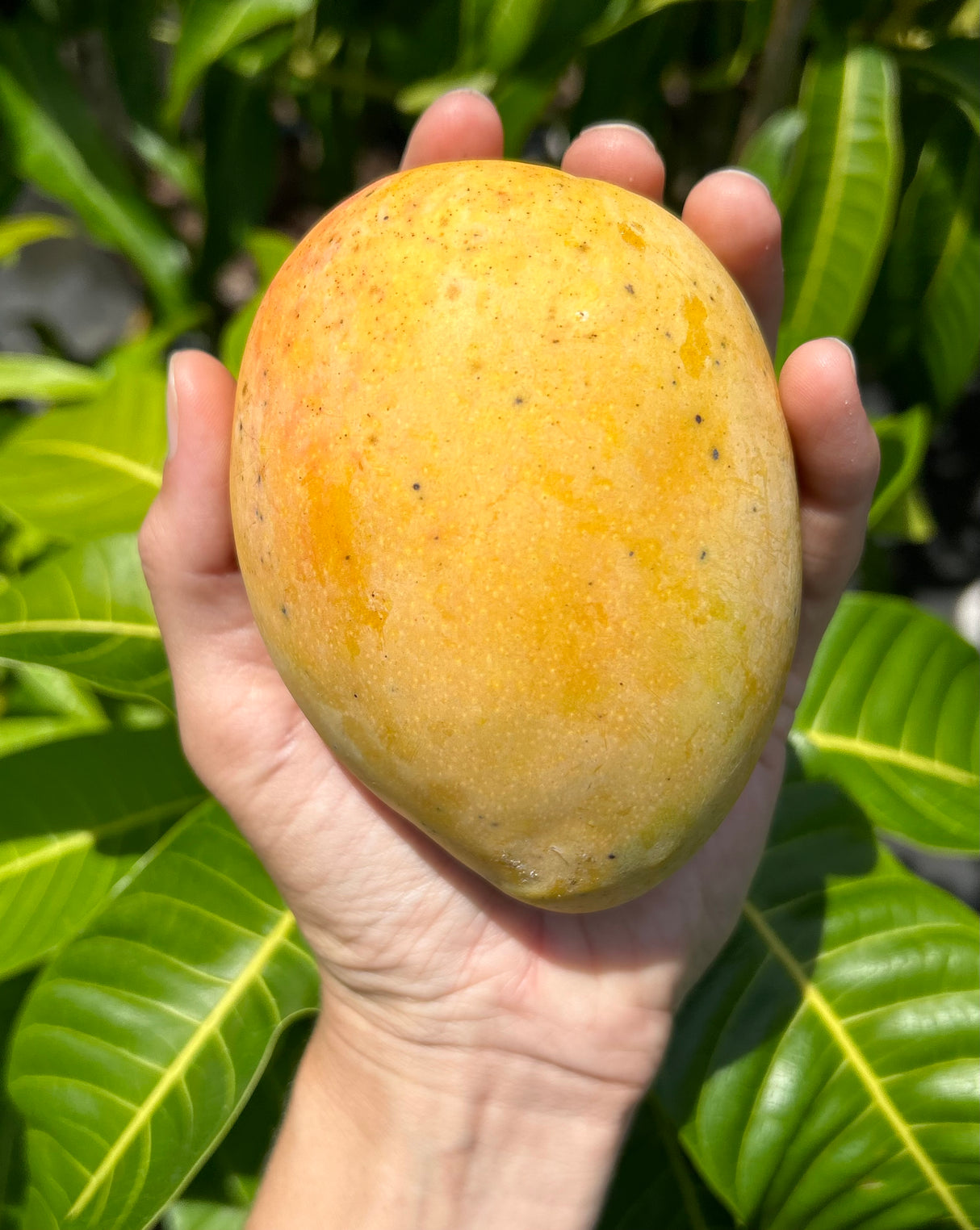 Mango Tree 'Angie'