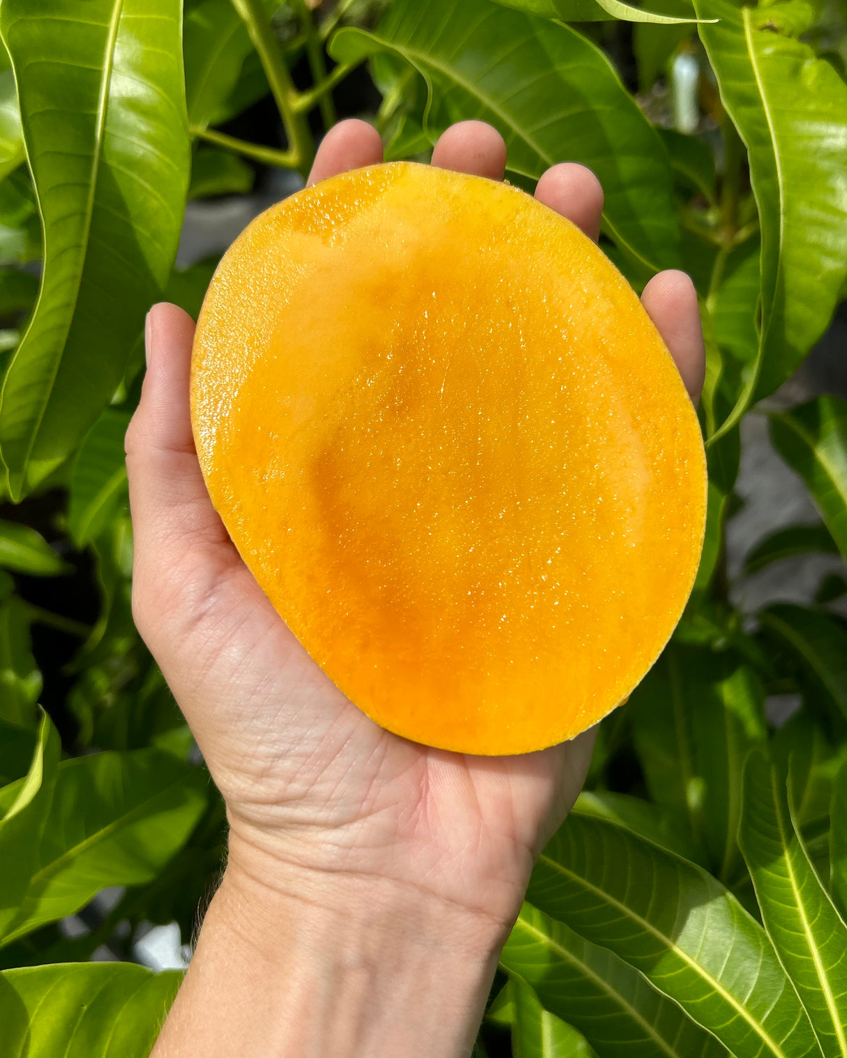 Mango Tree 'Beverly’