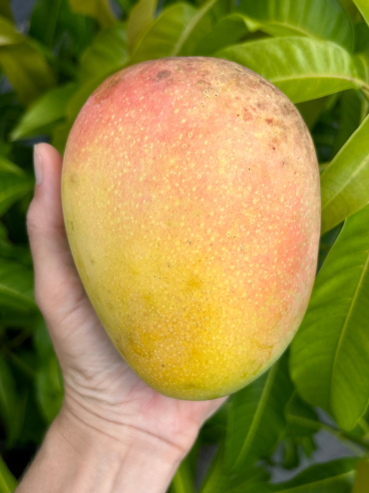 Mango Tree 'Beverly’