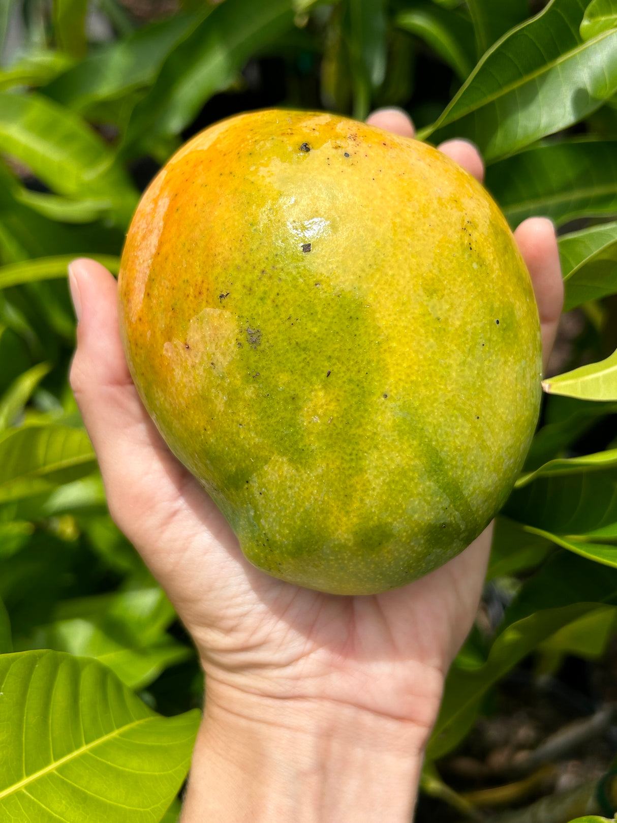Mango Tree 'Bombay’