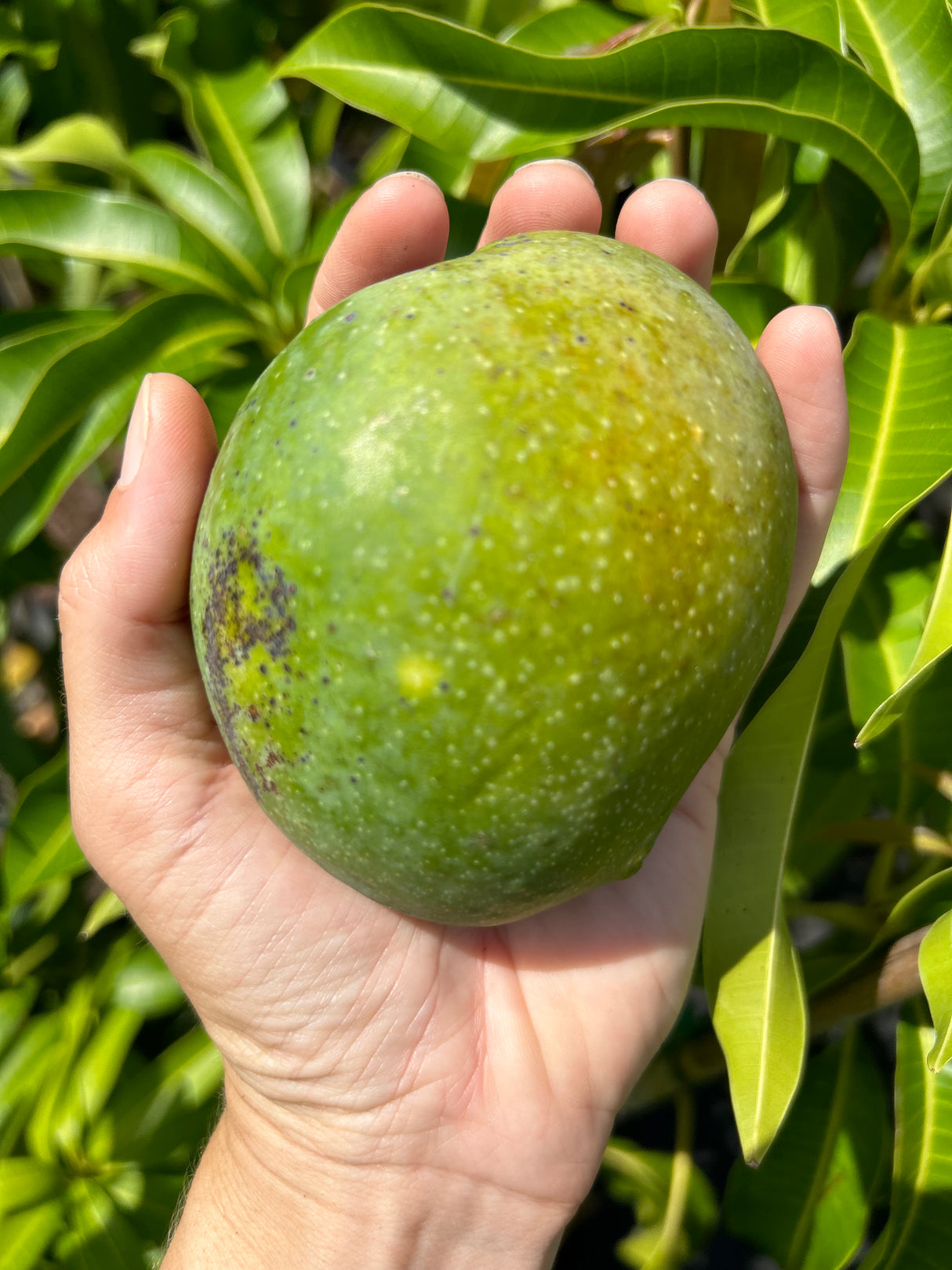 Mango Tree 'Bombay’