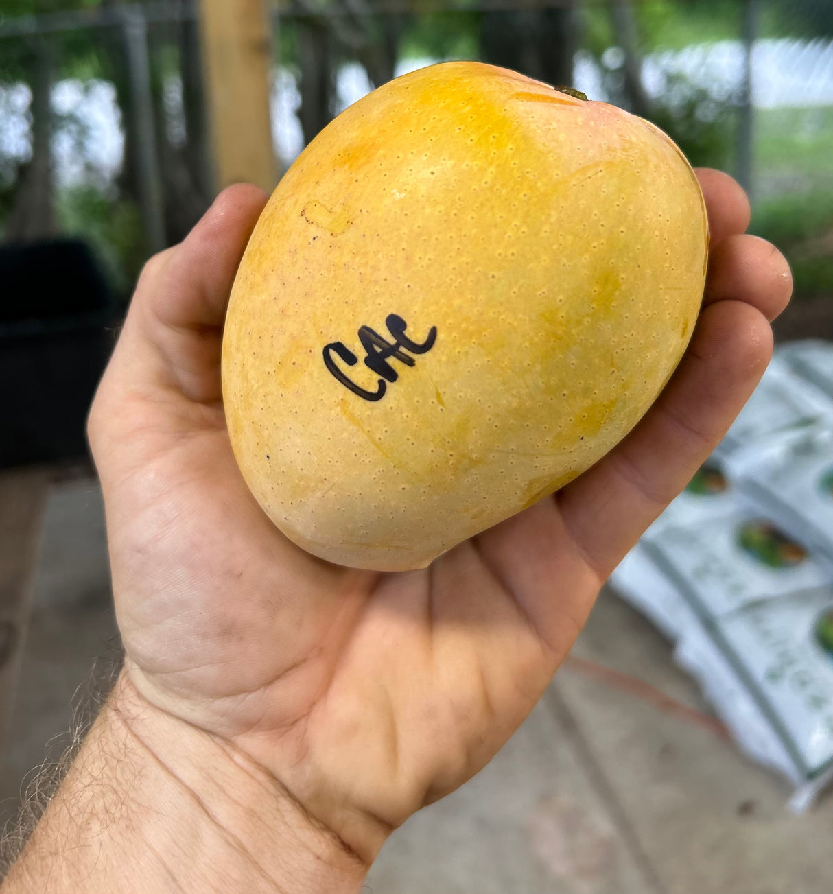 Mango Tree 'Cac’