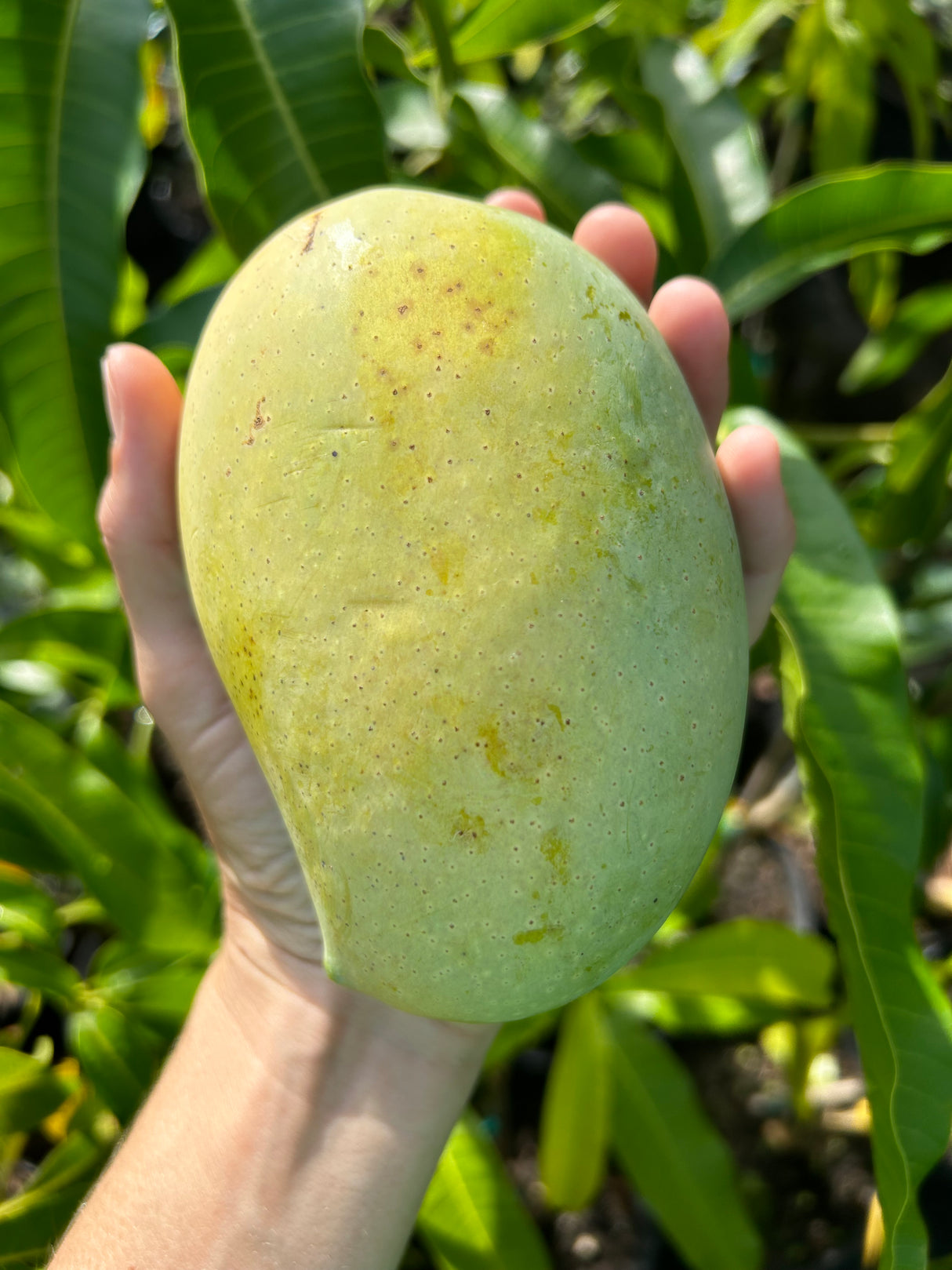 Mango Tree 'Cac’