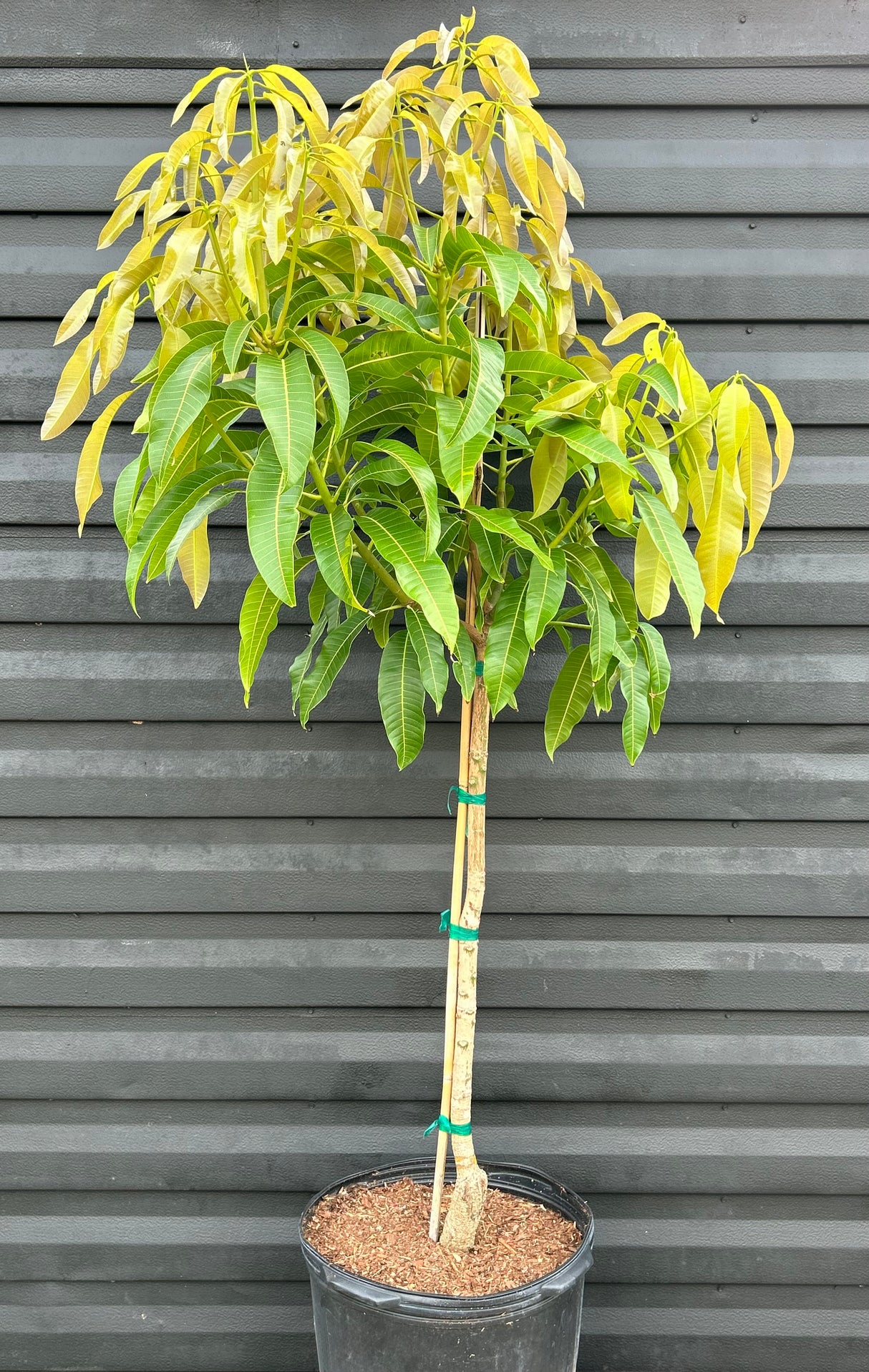 Mango Tree ‘Valencia Pride’