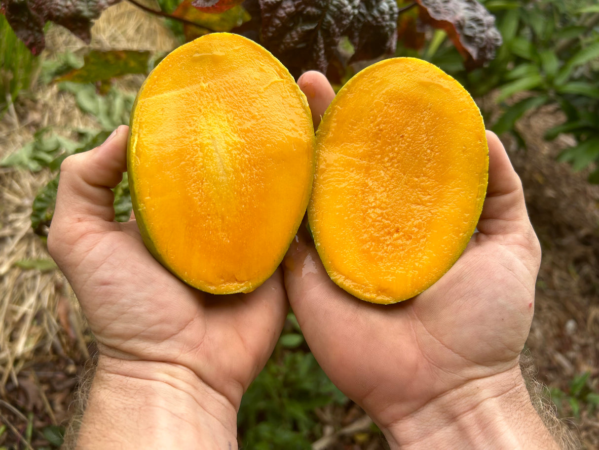 Mango Tree 'Carrie’