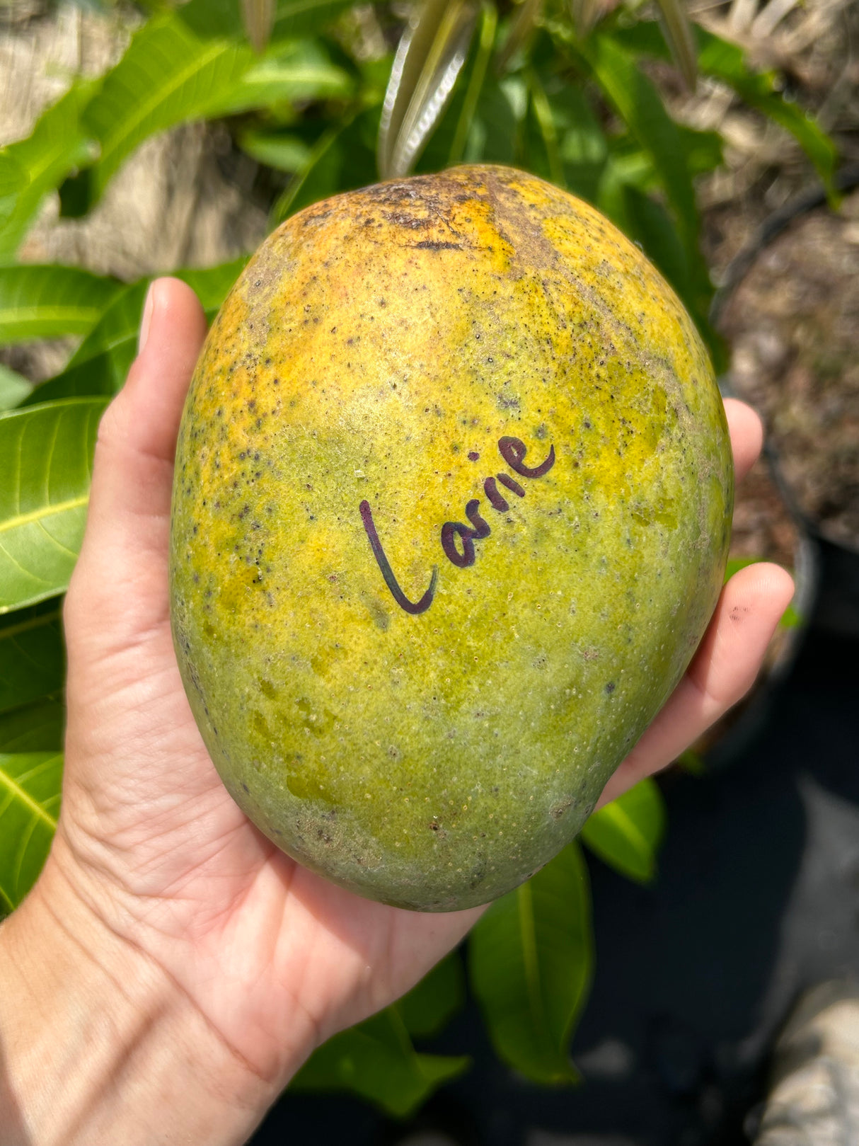 Mango Tree 'Carrie’