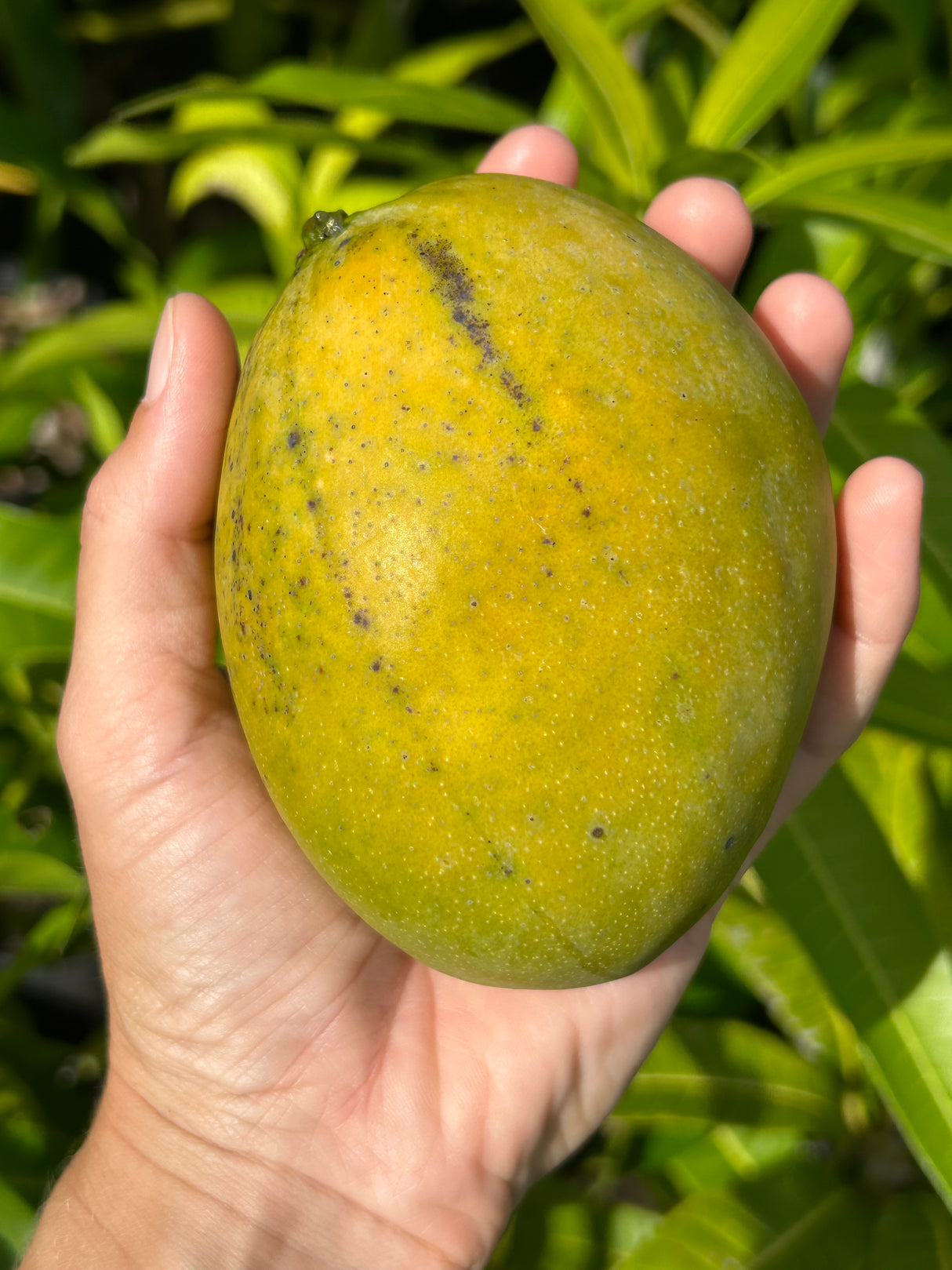 Mango Tree 'Carrie’