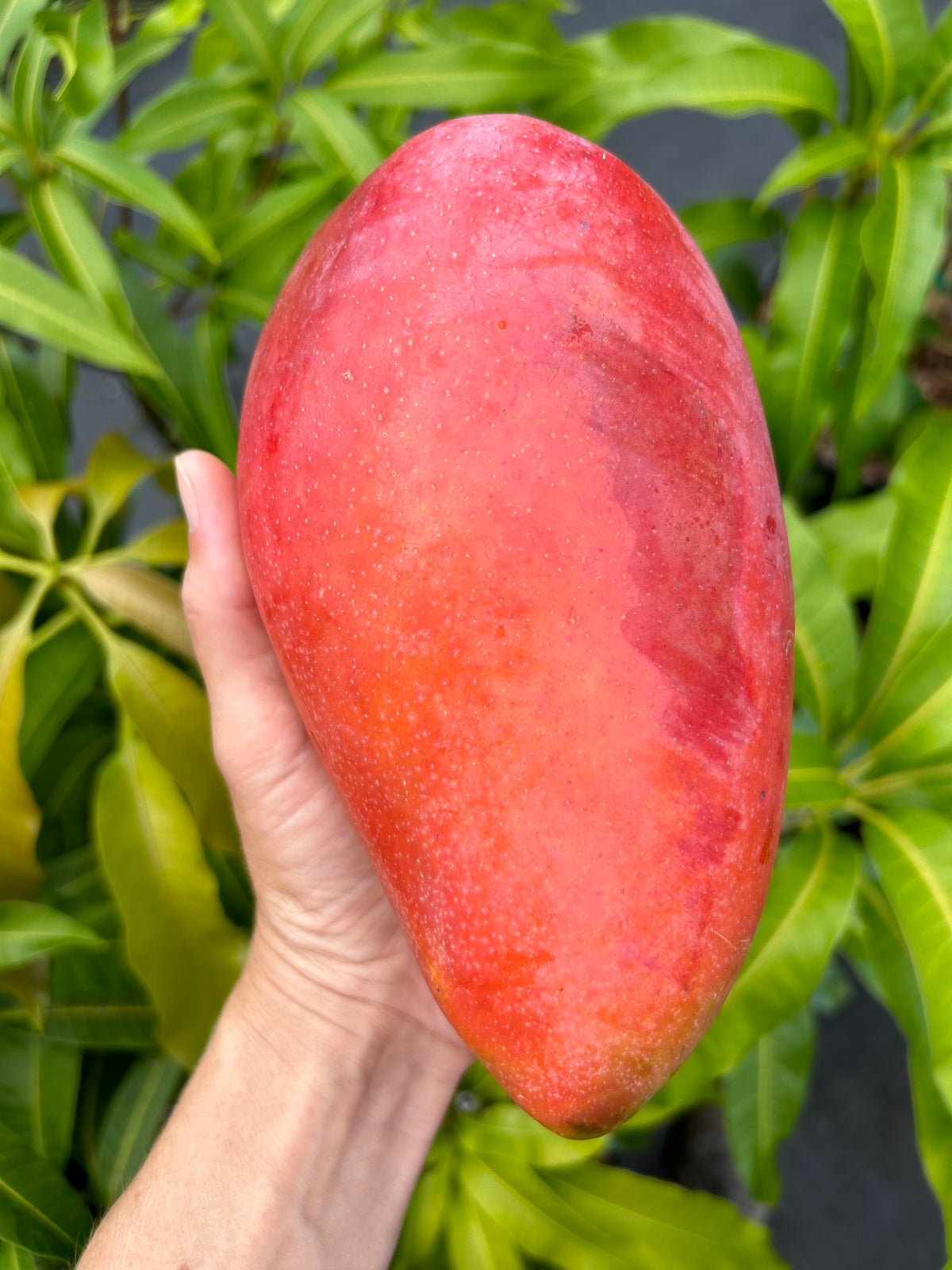 Mango Tree ‘Cat Saigon’