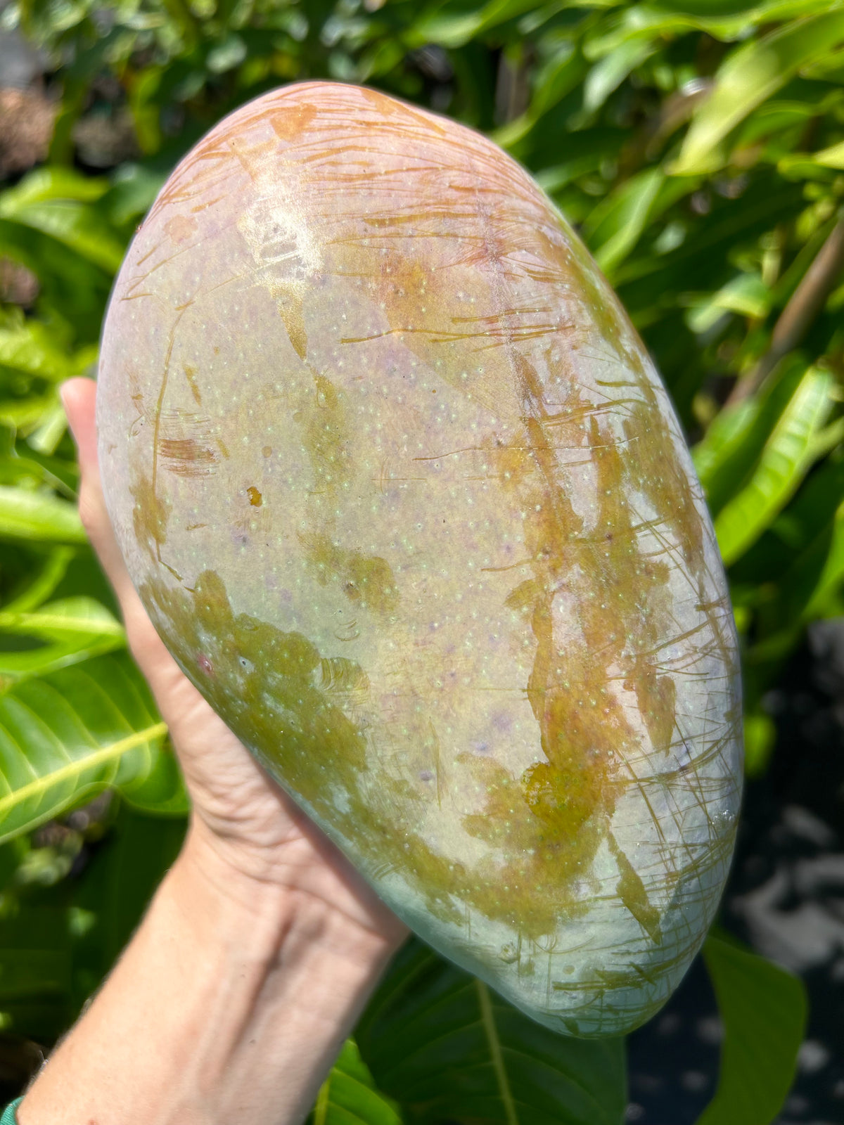 Mango Tree ‘Cat Saigon’