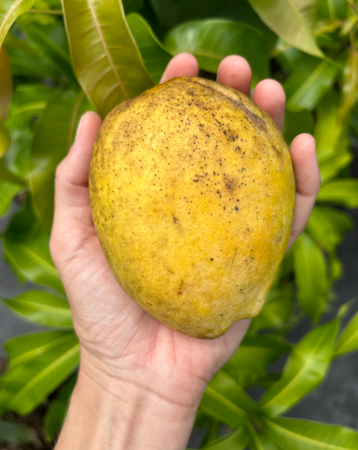 Mango Tree 'Ceci Love’