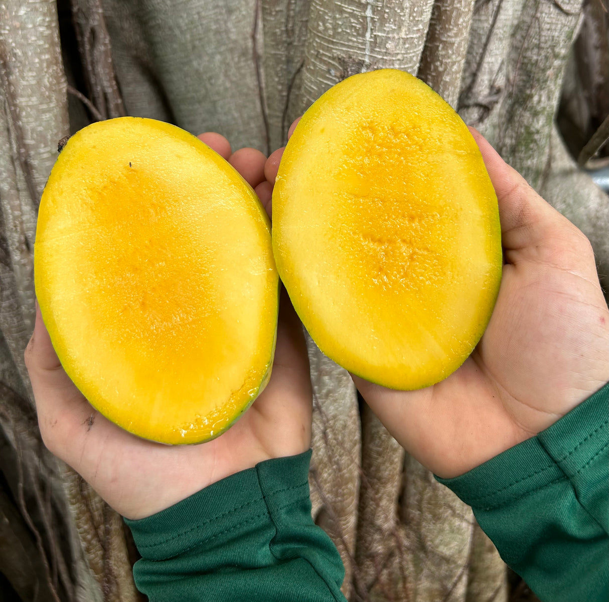 Mango Tree 'Coconut Cream’