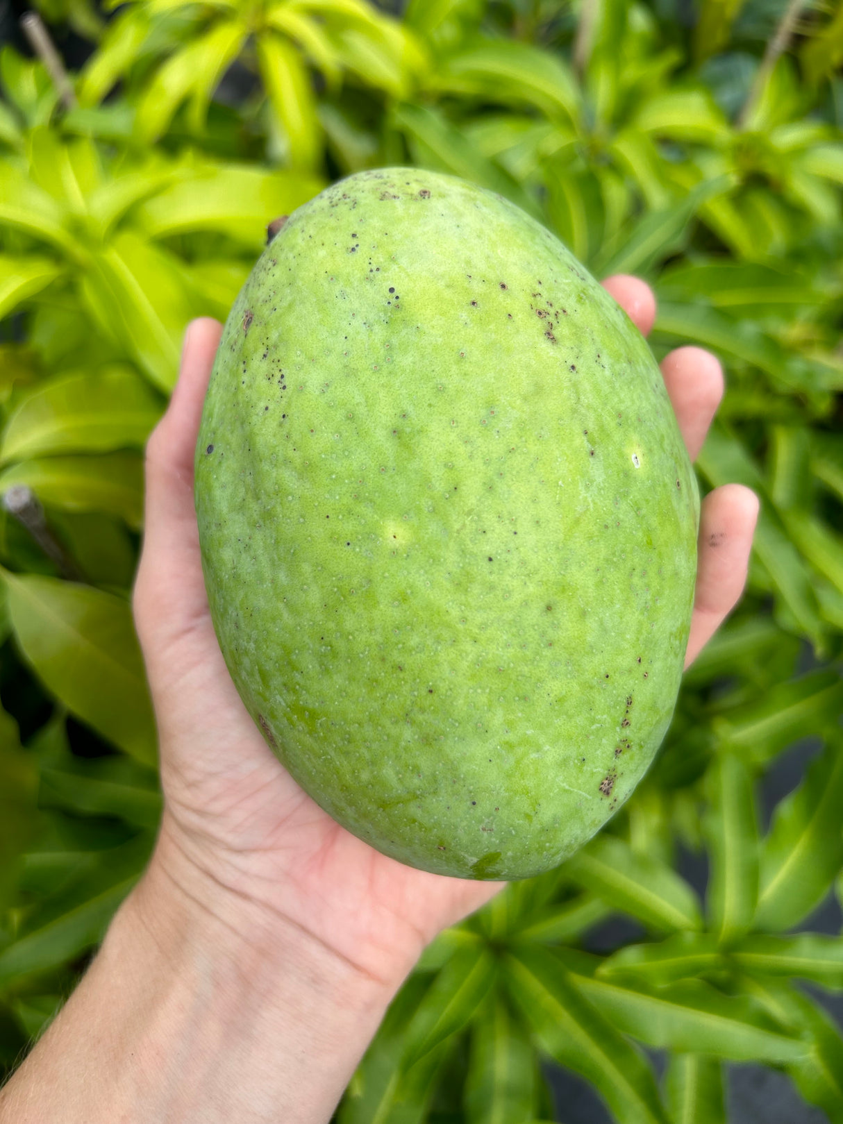 Mango Tree 'Coconut Cream’