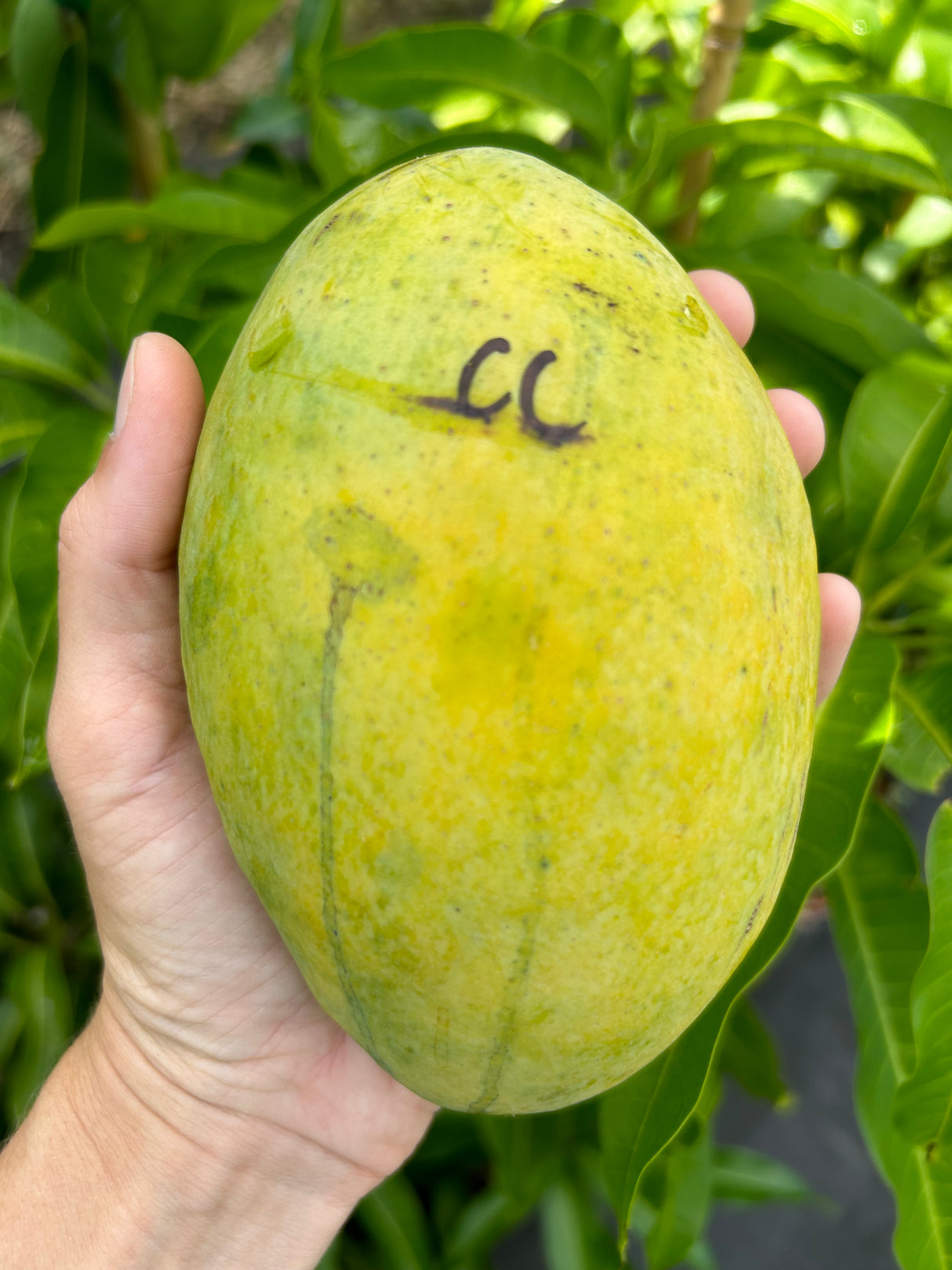 Mango Tree 'Coconut Cream’