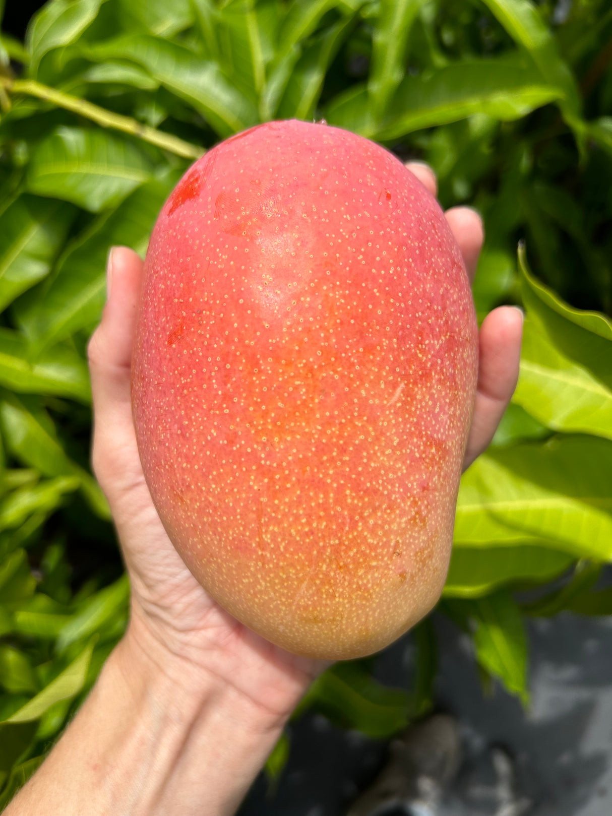 Mango Tree 'Cogshall’