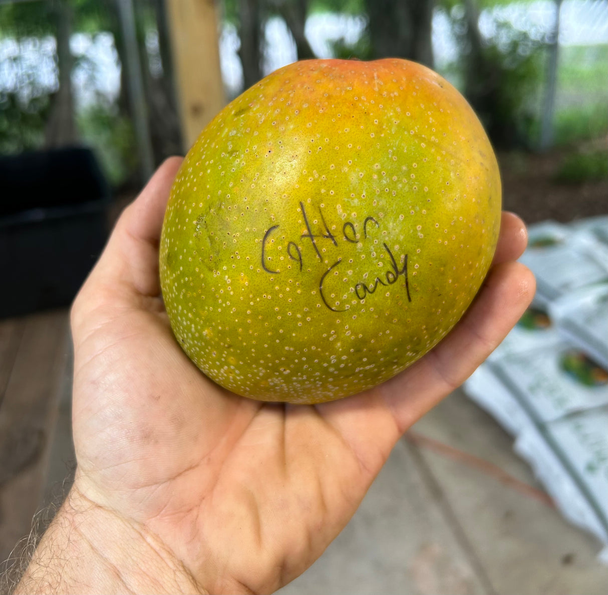 Mango Tree 'Cotton Candy’