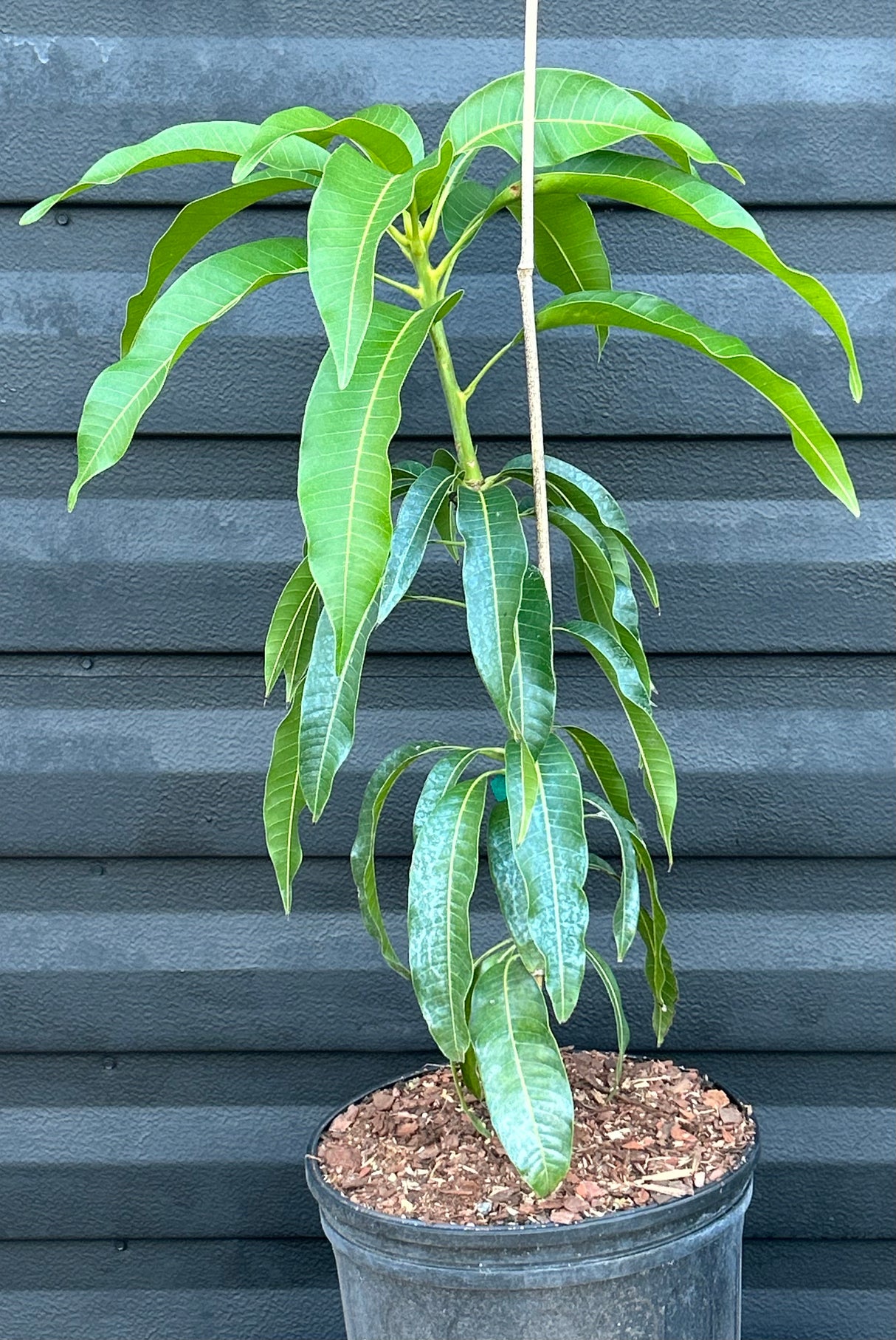 Mango Tree ‘Pineapple Pleasure’