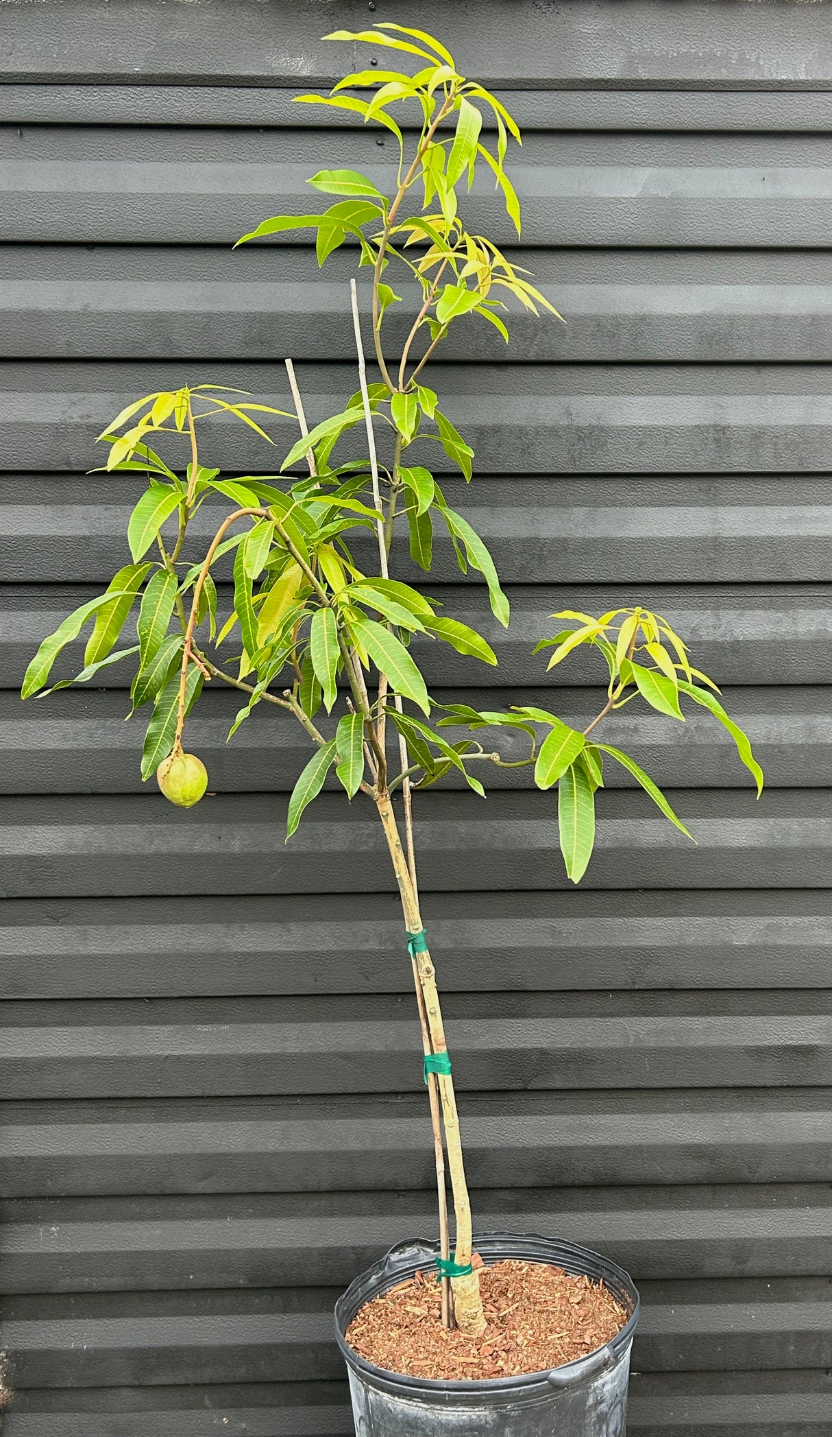 Mango Tree ‘Dwarf Hawaiian’