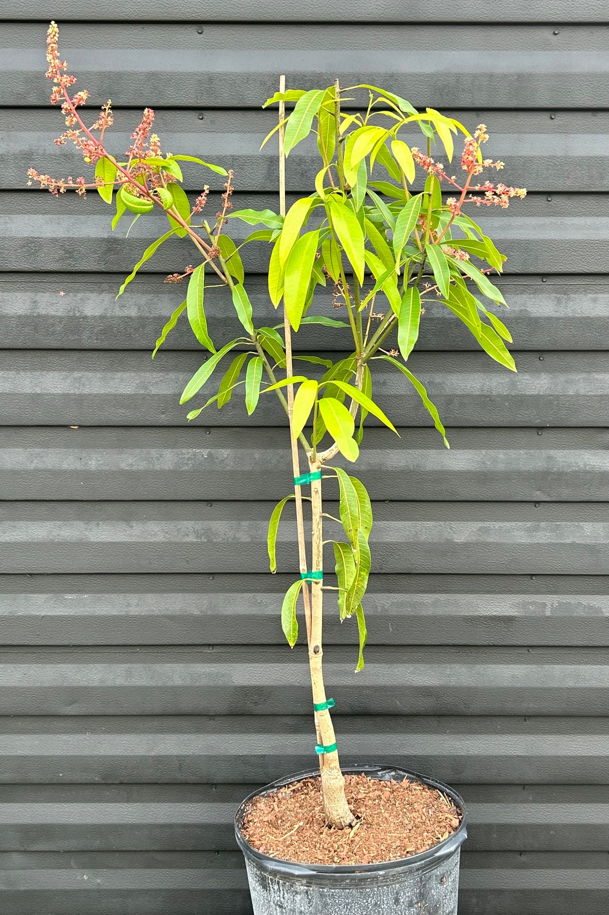 Mango Tree ‘Valencia Pride’