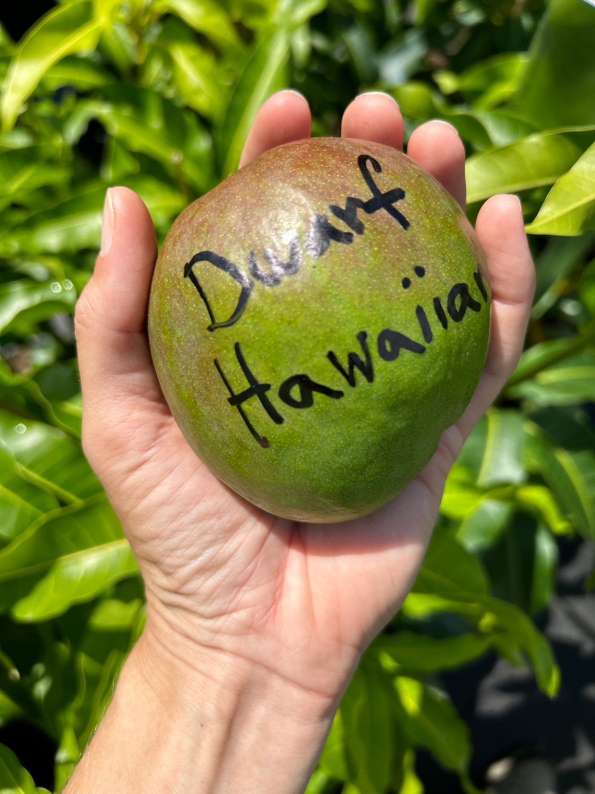 Mango Tree ‘Dwarf Hawaiian’