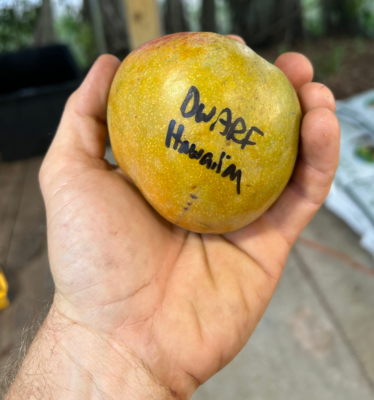 Mango Tree ‘Dwarf Hawaiian’