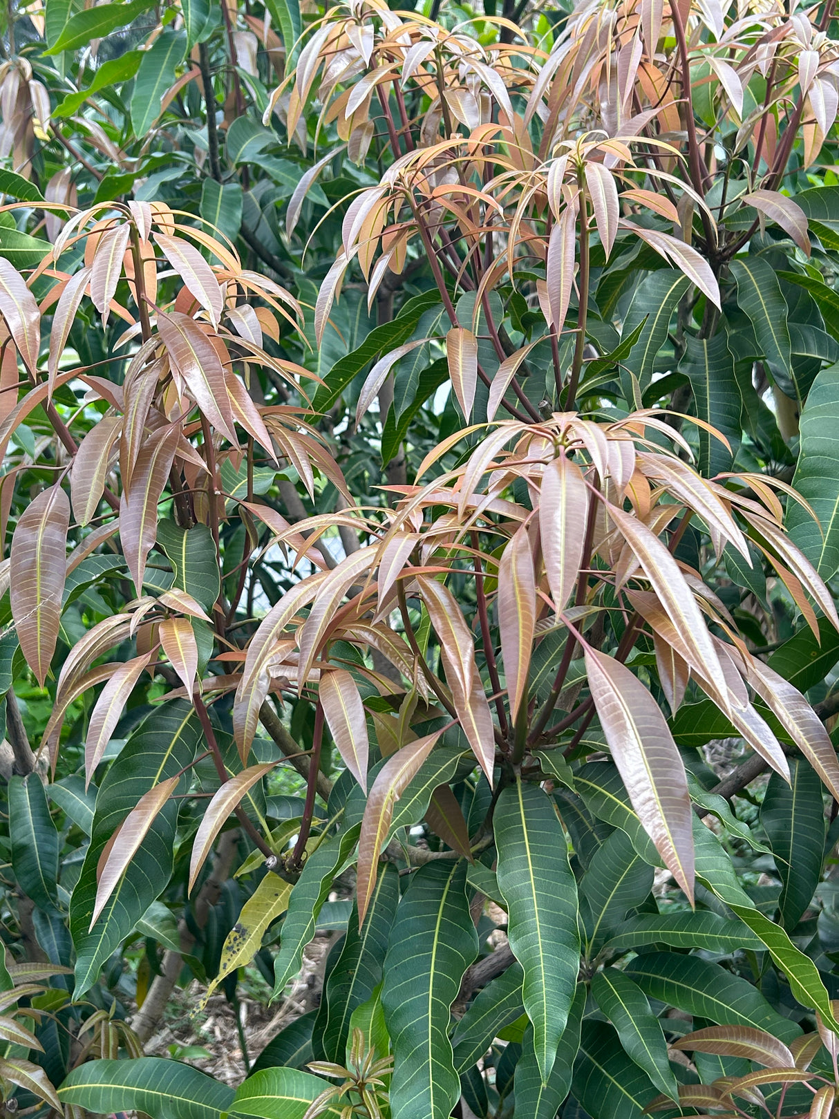 Mango Tree ‘Edward’