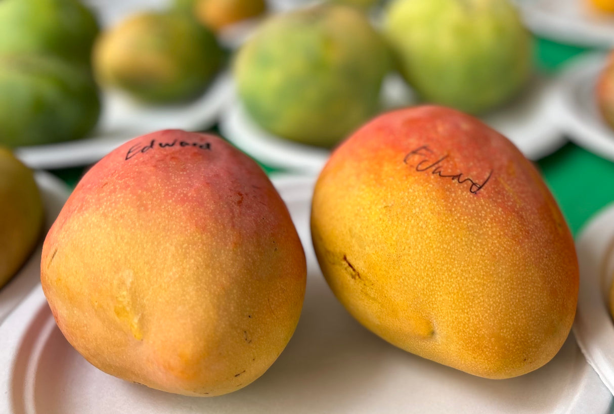 Mango Tree ‘Edward’
