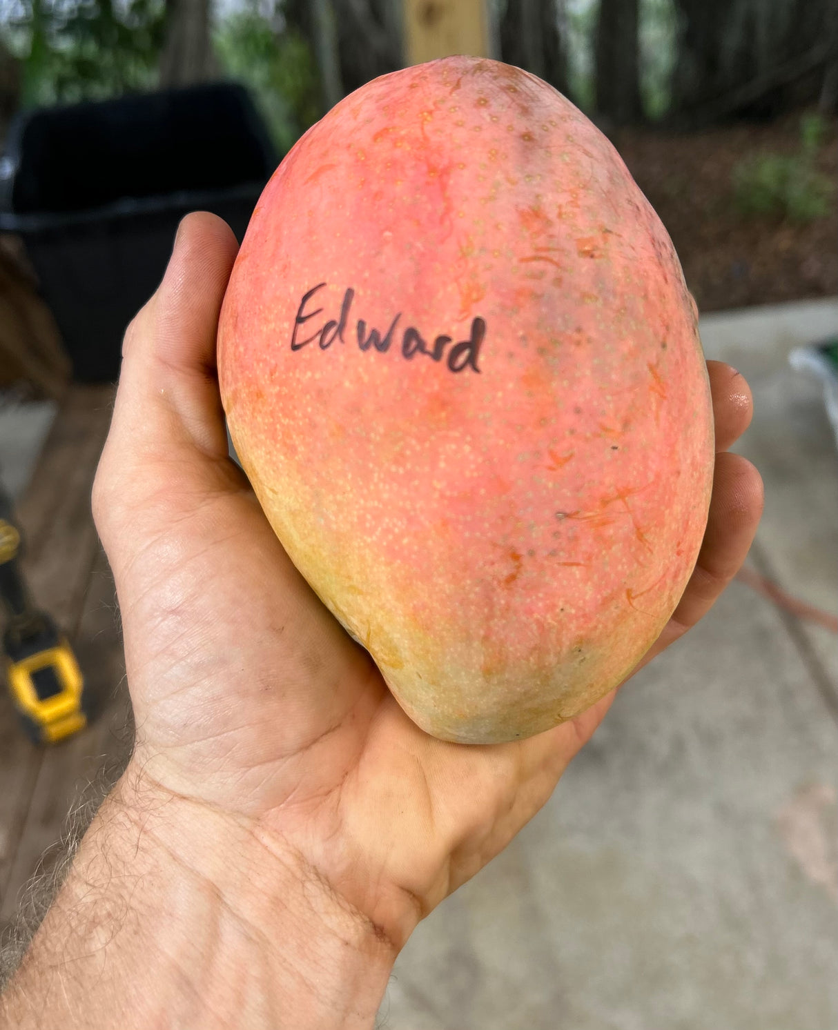 Mango Tree ‘Edward’