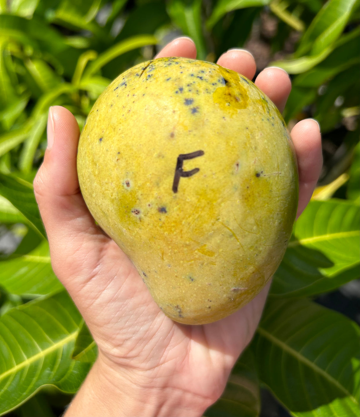 Mango Tree ‘Fairchild’
