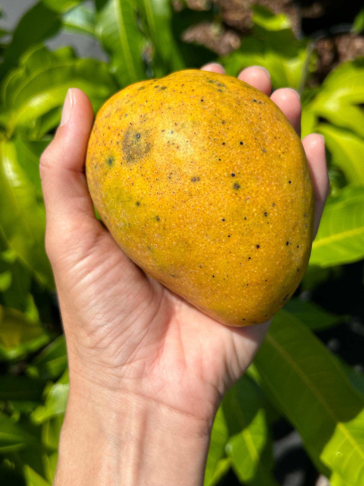 Mango Tree ‘Fairchild’