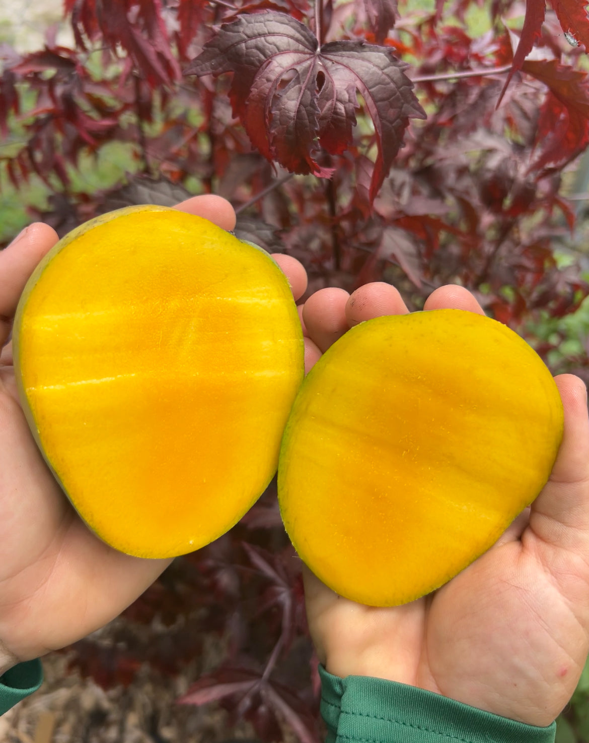 Mango Tree ‘Florigon’