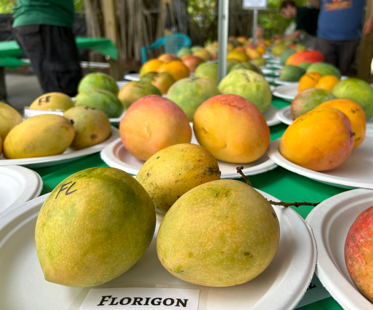 Mango Tree ‘Florigon’