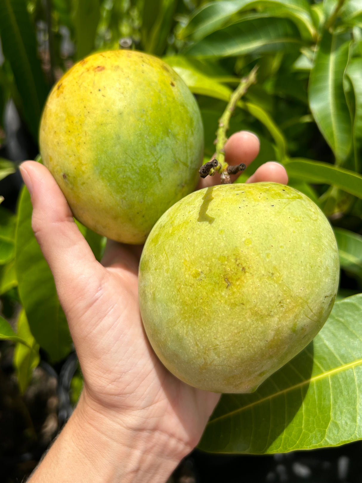 Mango Tree ‘Florigon’