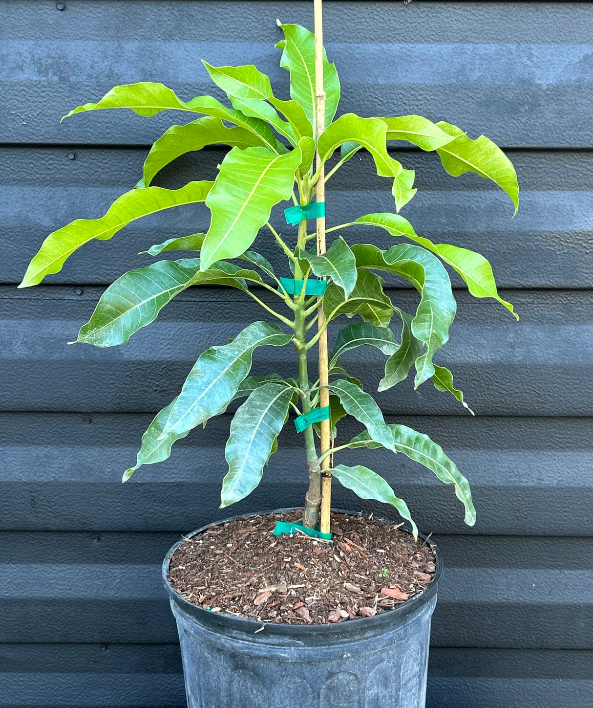 Mango Tree 'Cac’