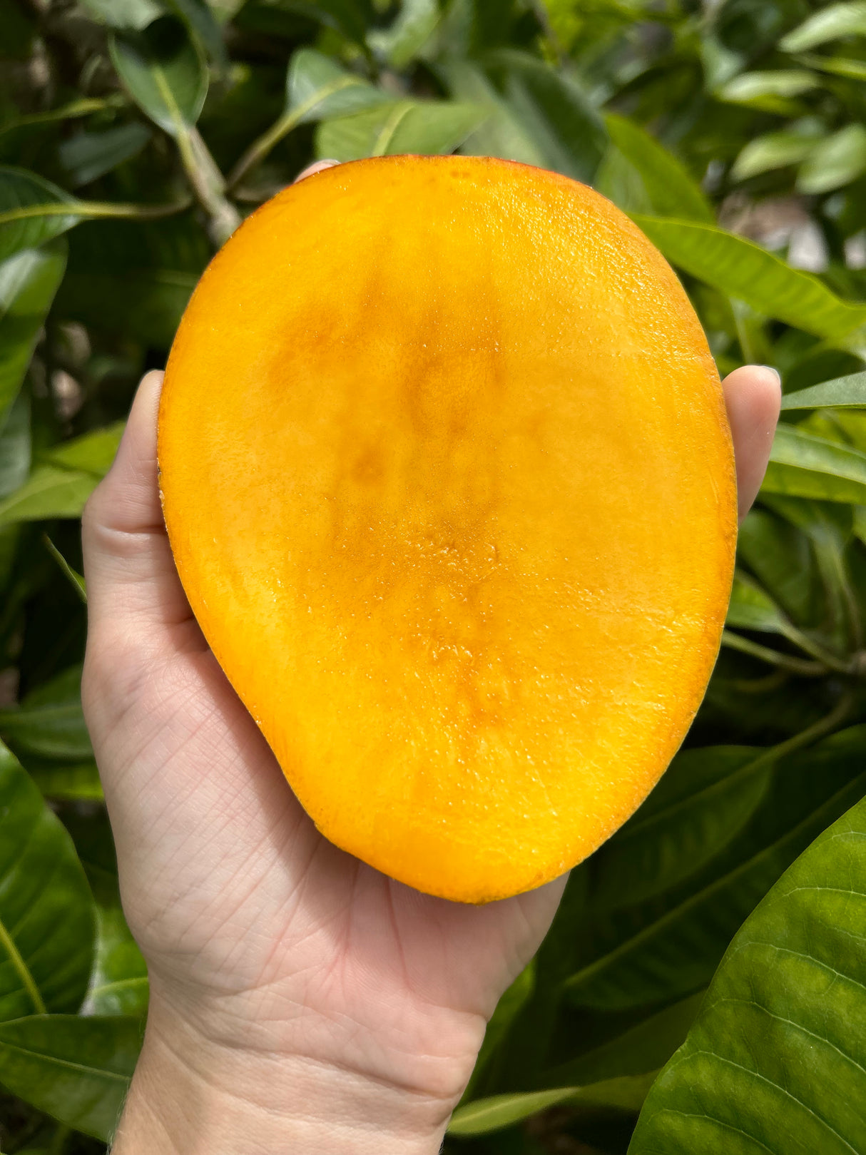 Mango Tree ‘Fruit Punch’